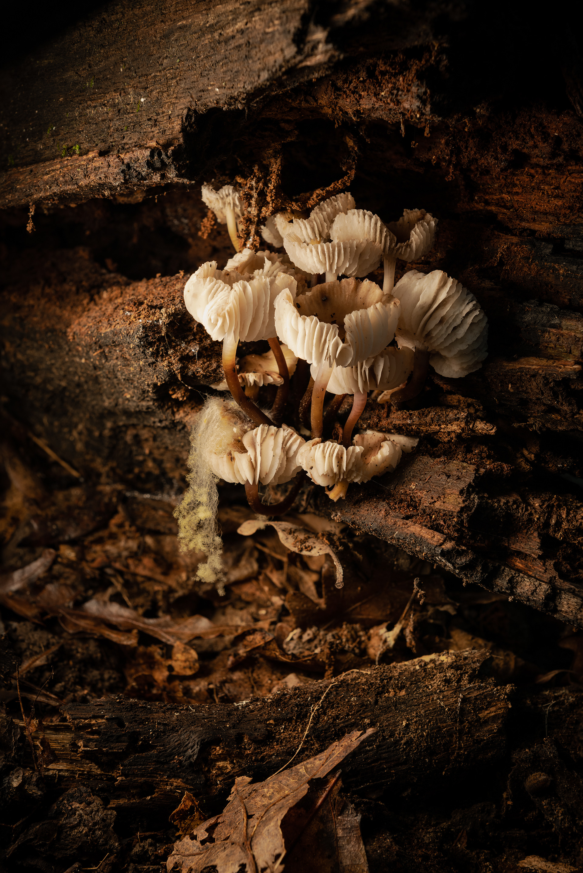 Common Mycena in Sand Creek