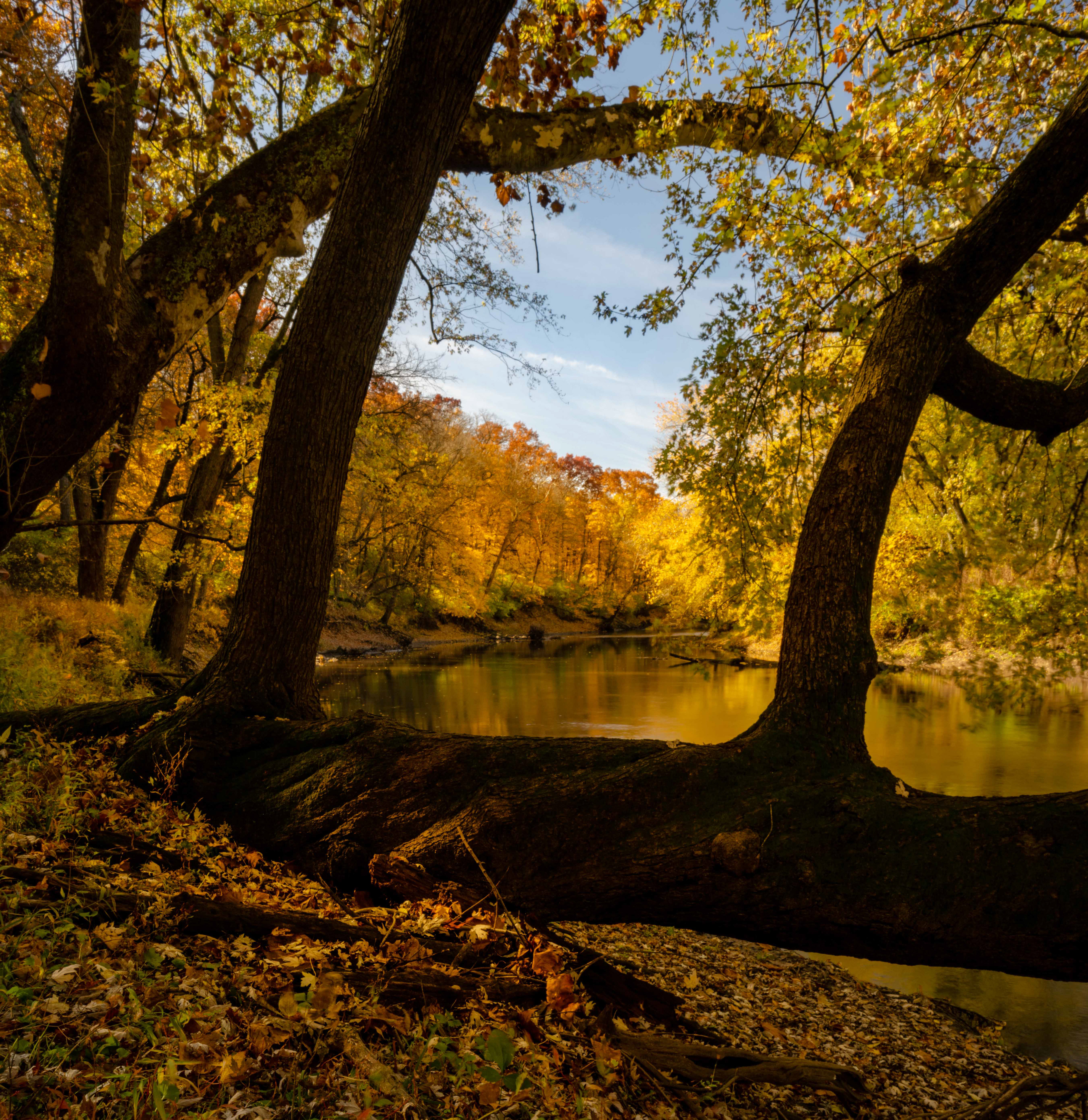 Sangamon River Fall 