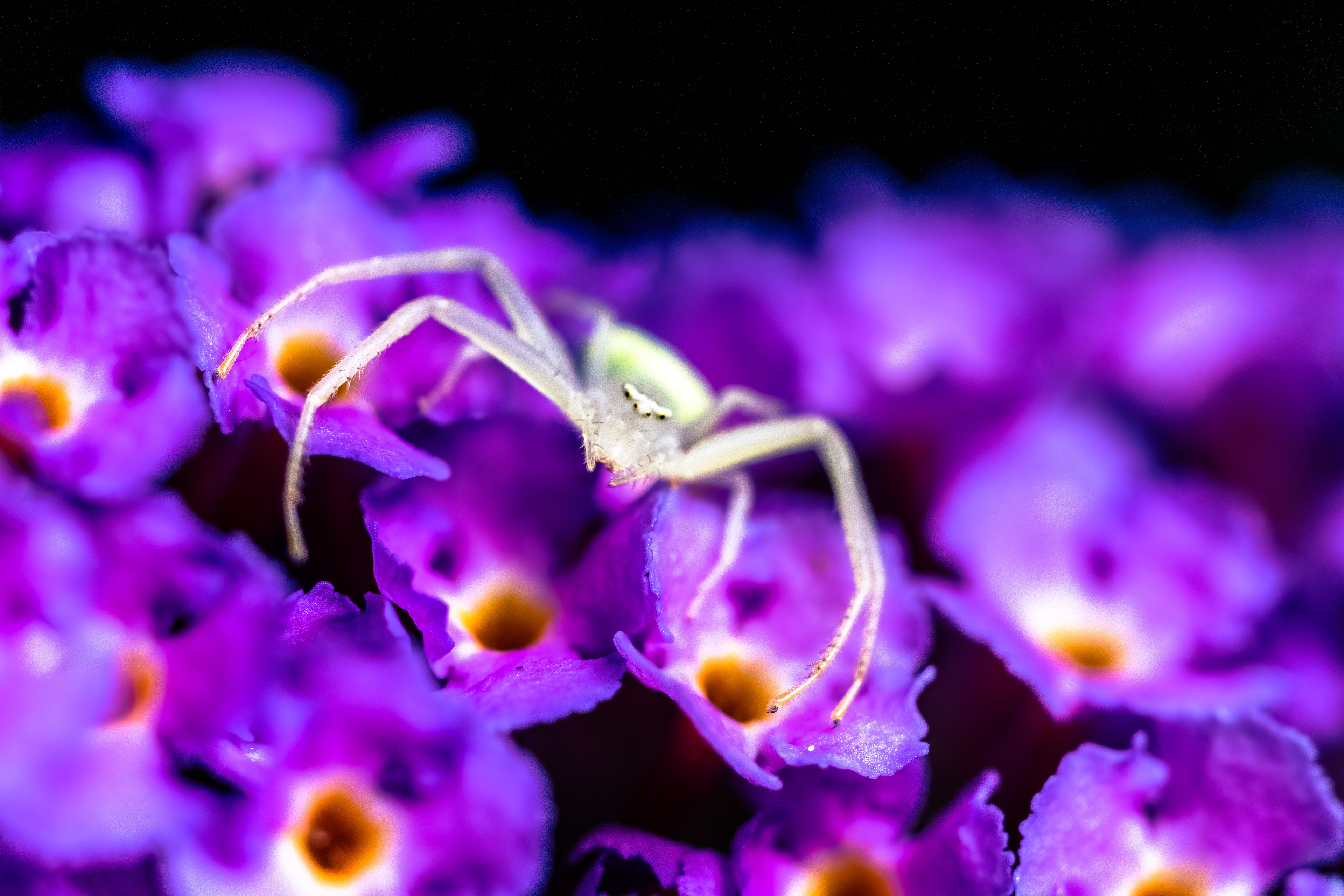 Waiting on the Butterfly Bush 2
