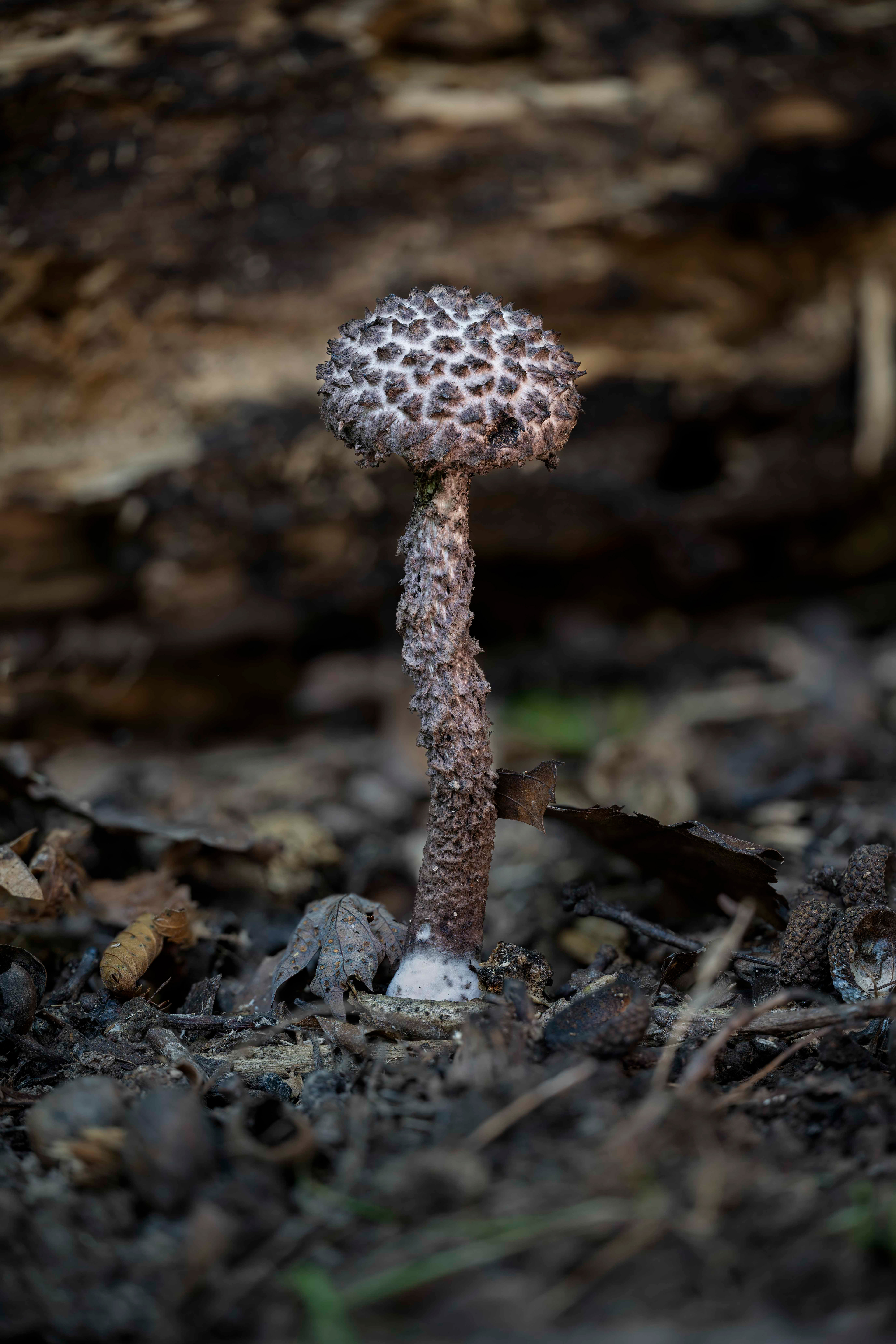 Old man of the woods