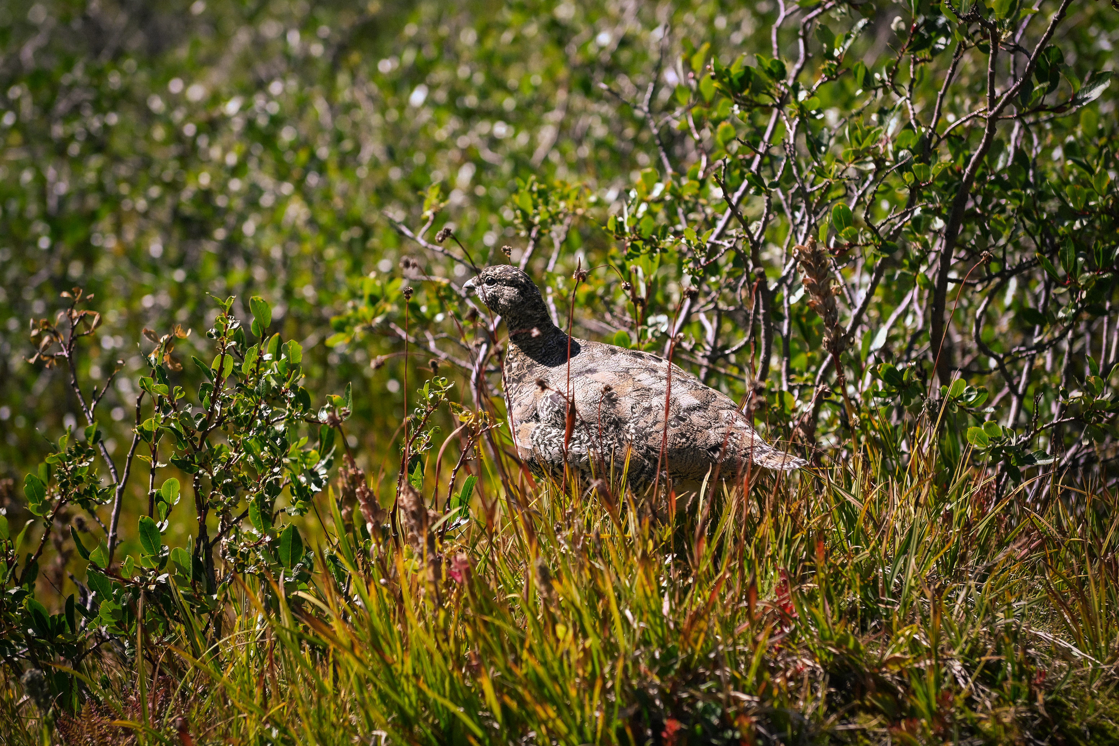 A Ptarmigan 