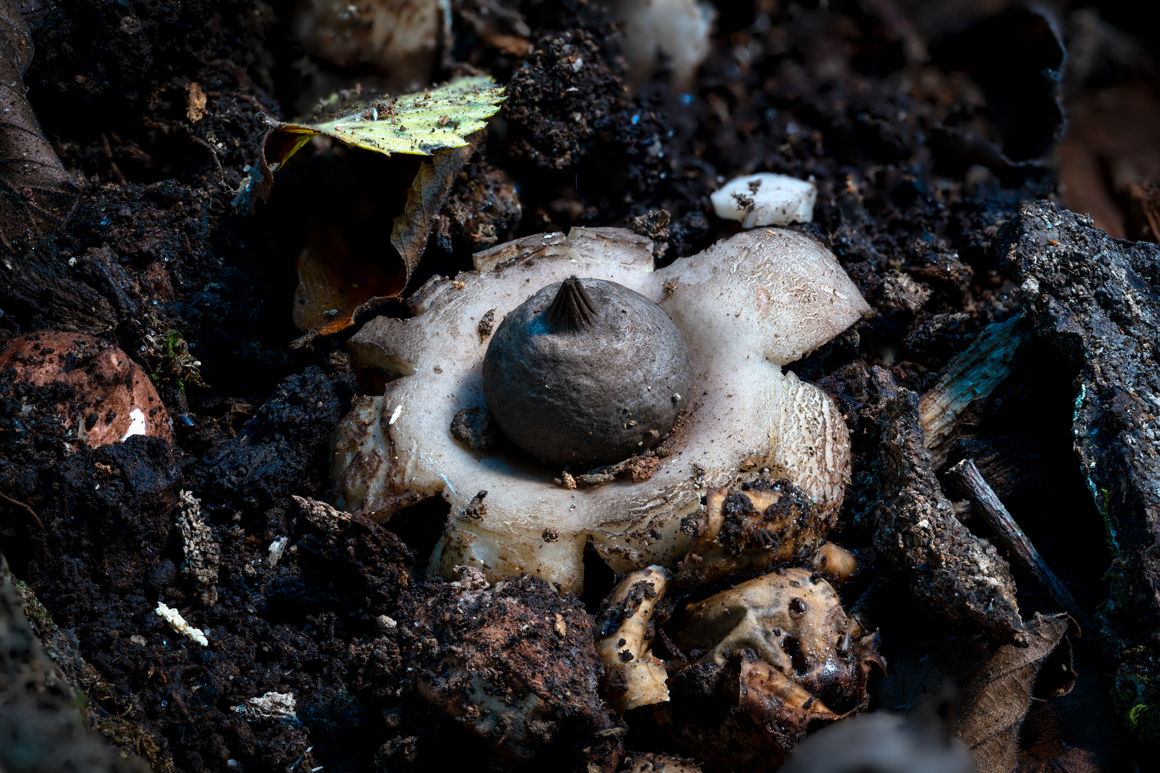 Earth Star 6