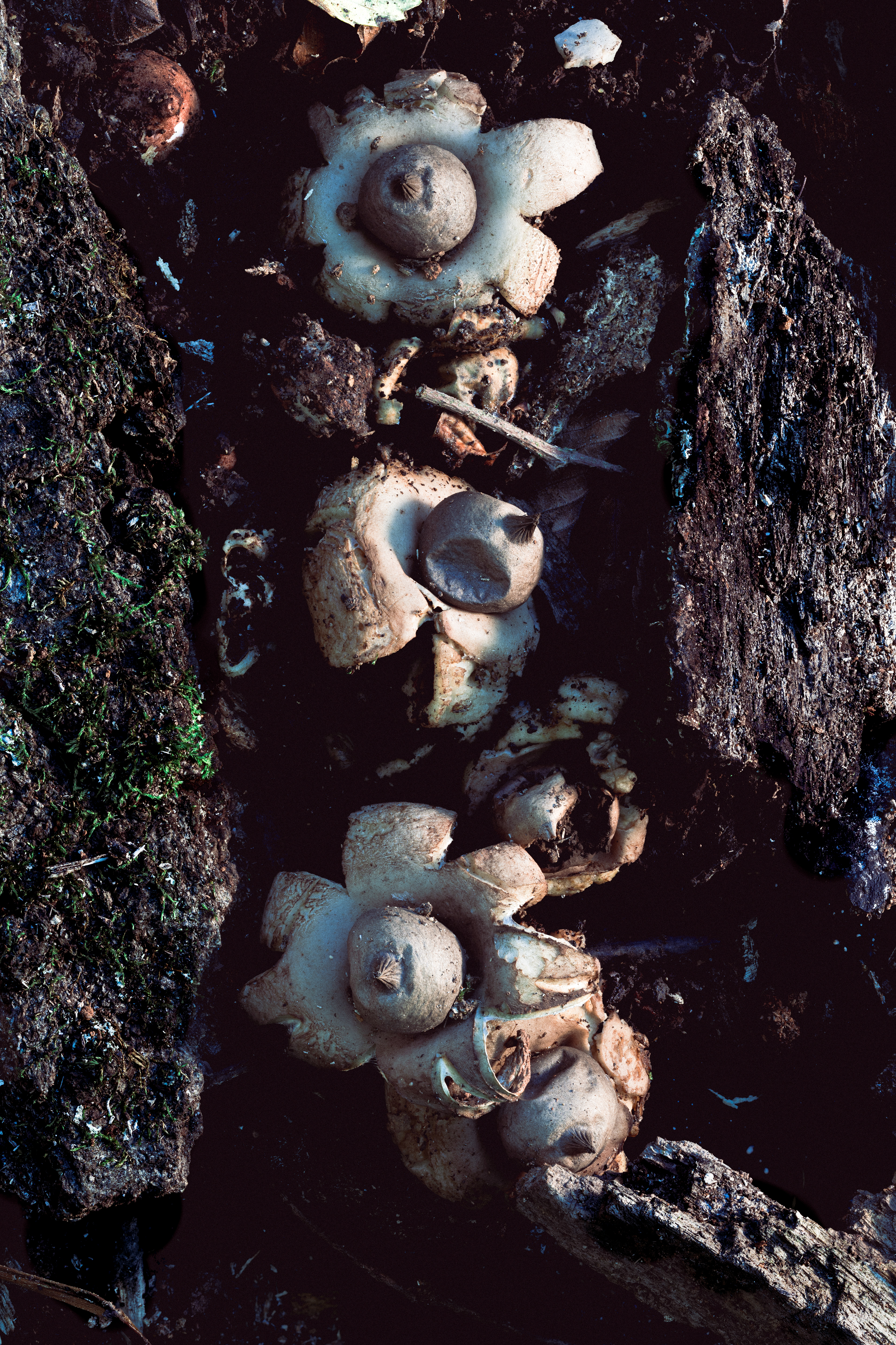 Earth Star 2