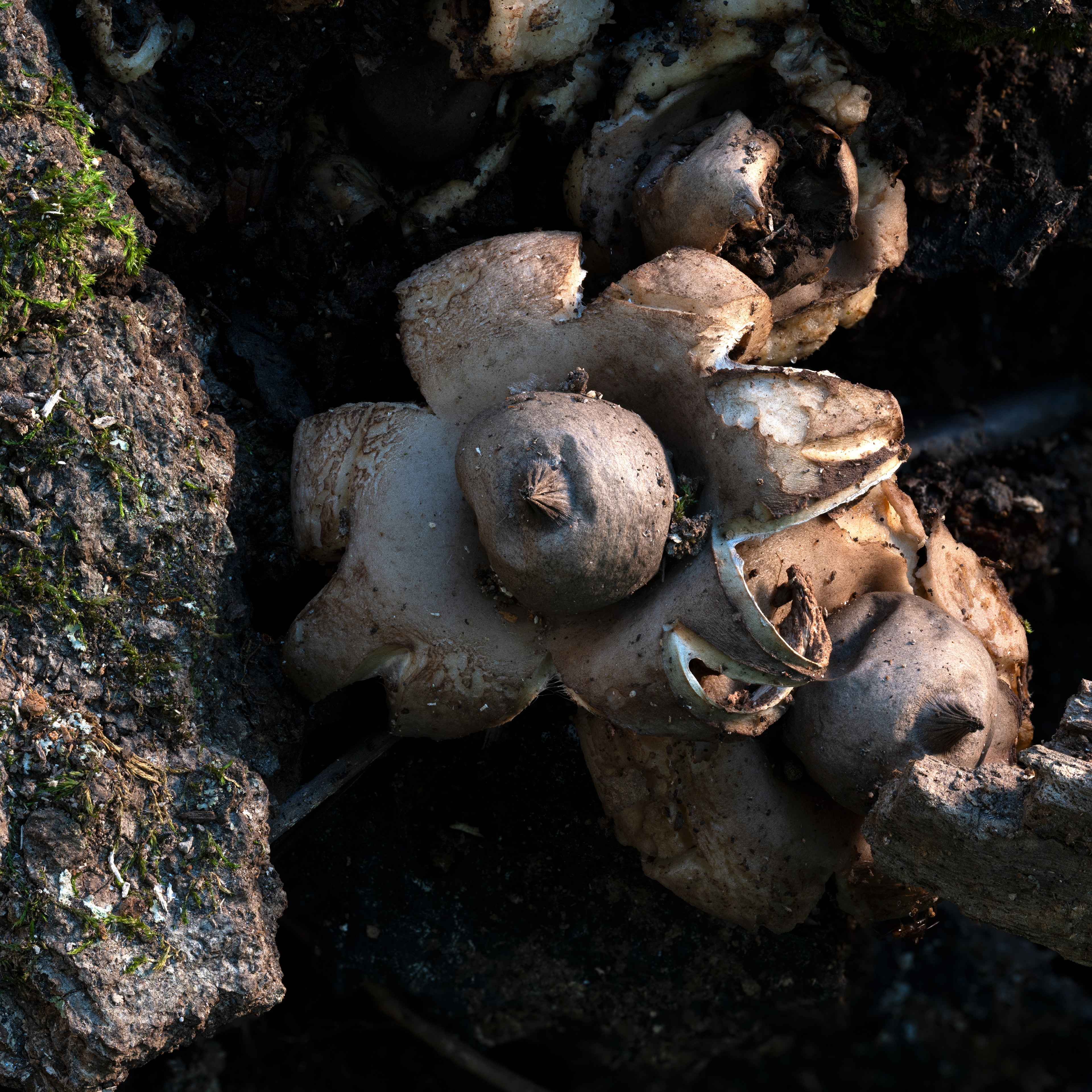 Earth Star 4