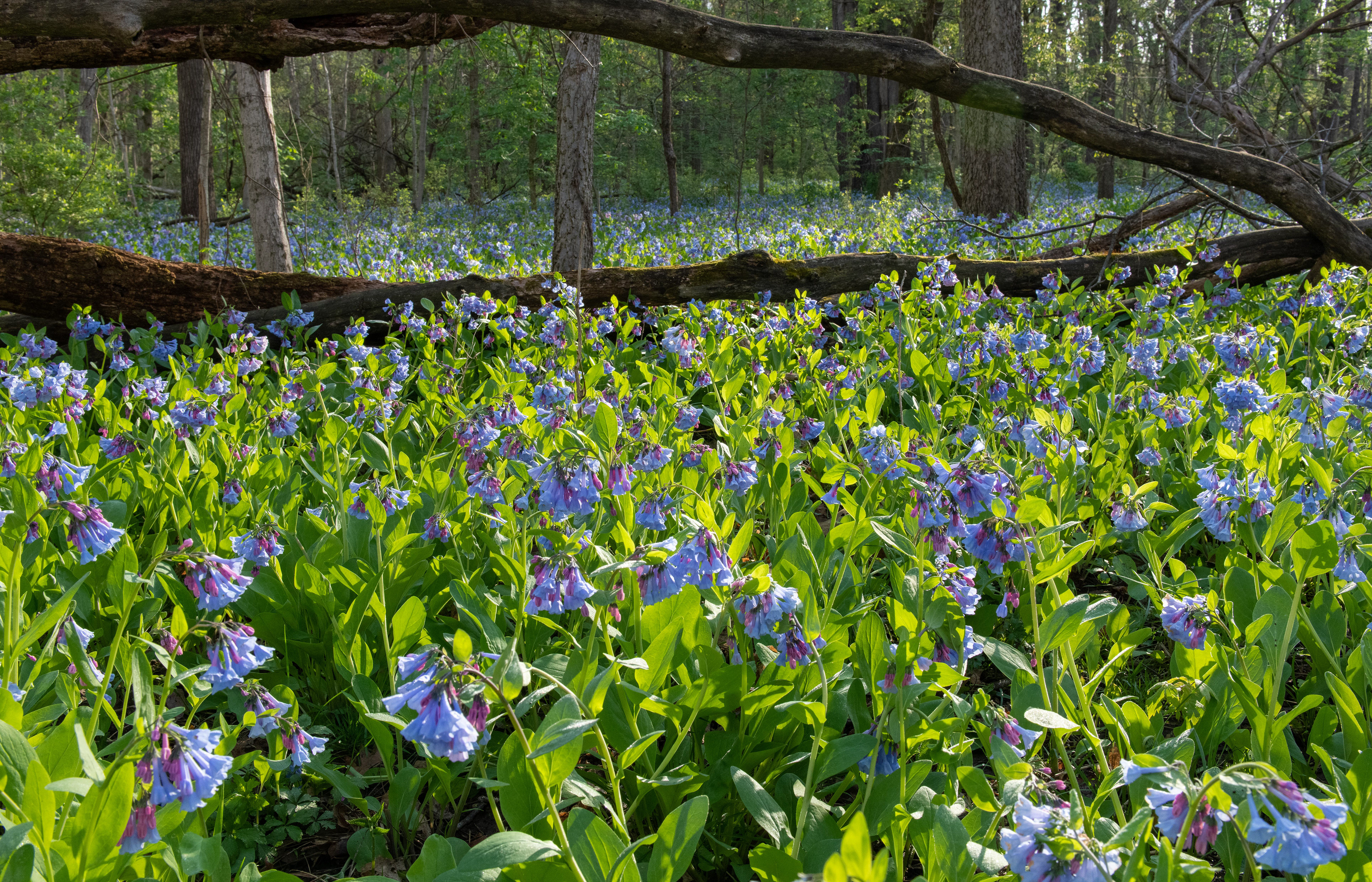 Blue Bells in Sand Creek 2