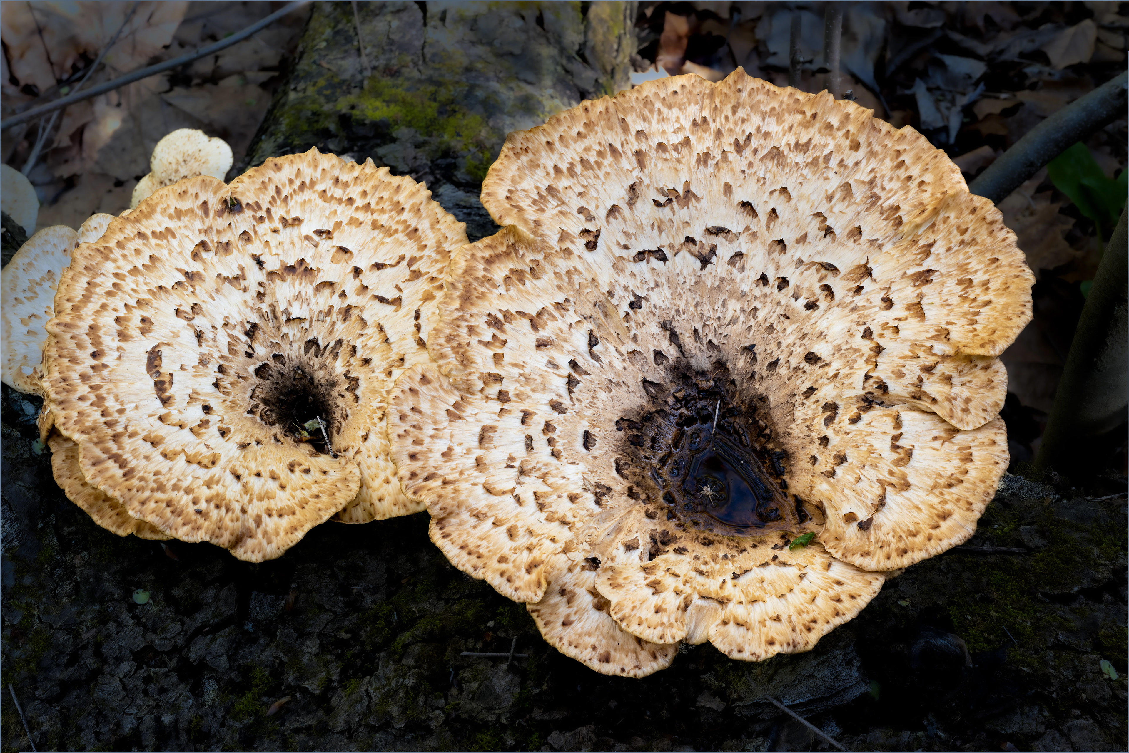 Water Strider and Fungus