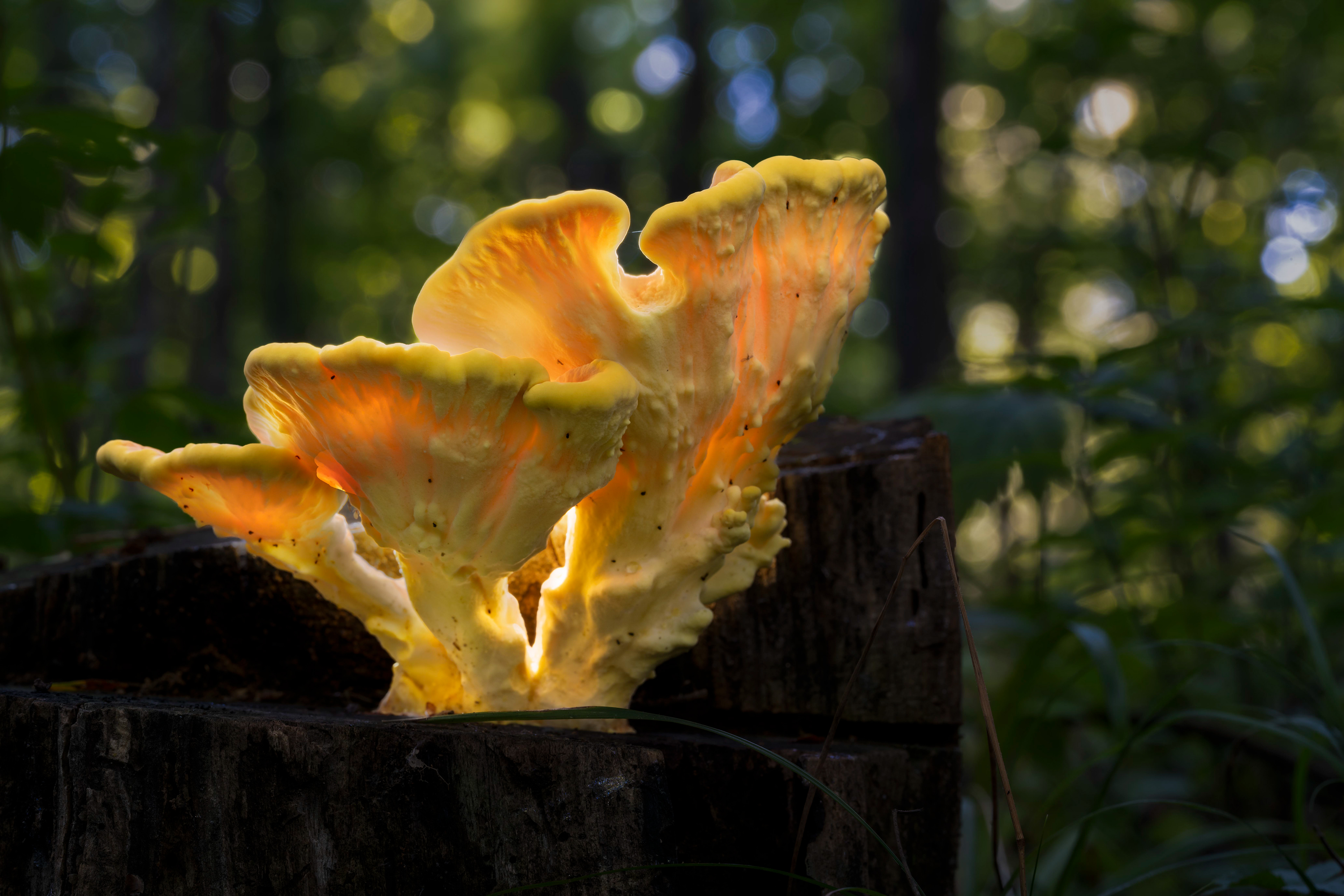 Chicken of the Woods