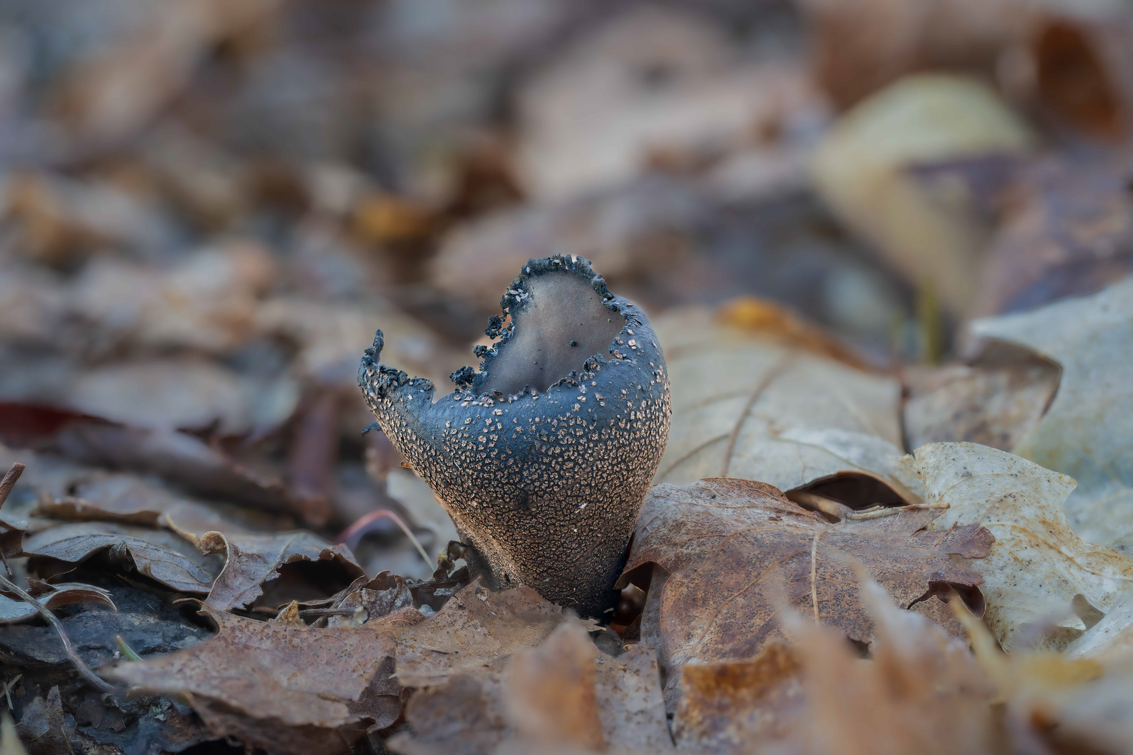 Devils Urn