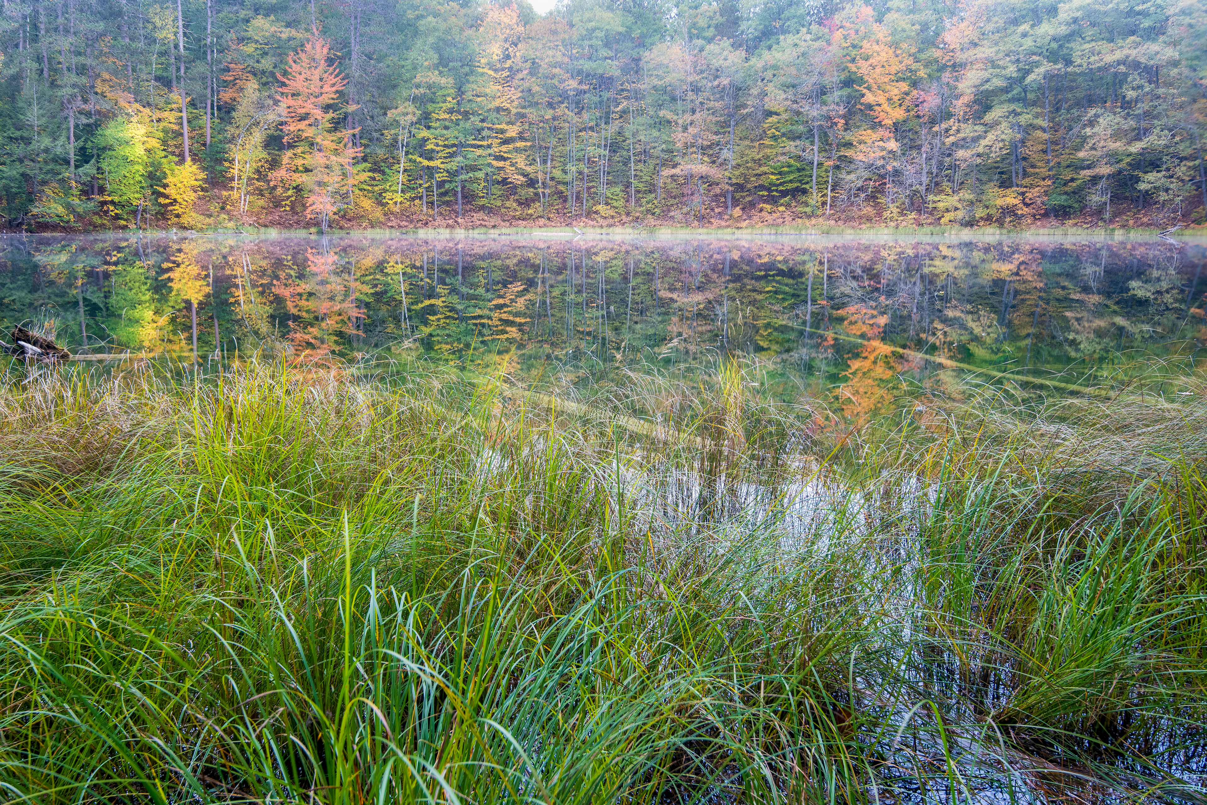 Foggy Pond in Michigan
