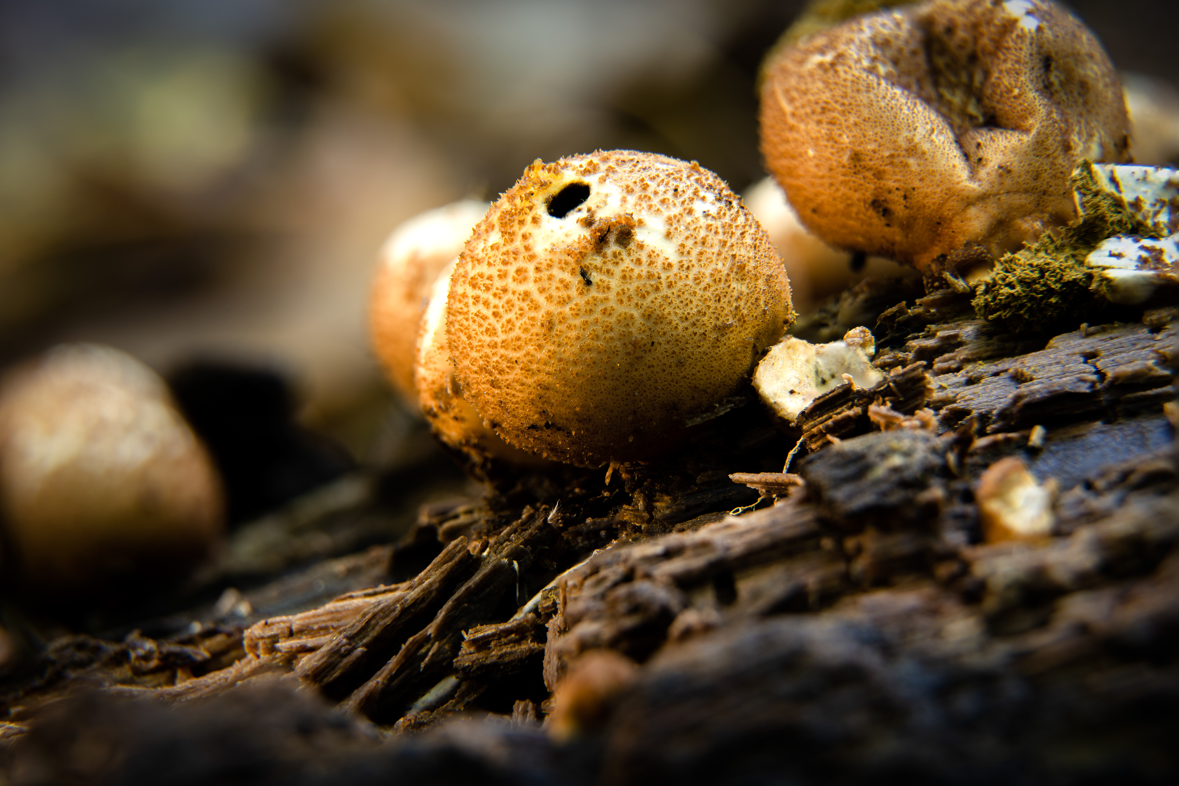 Pear-shaped puffball