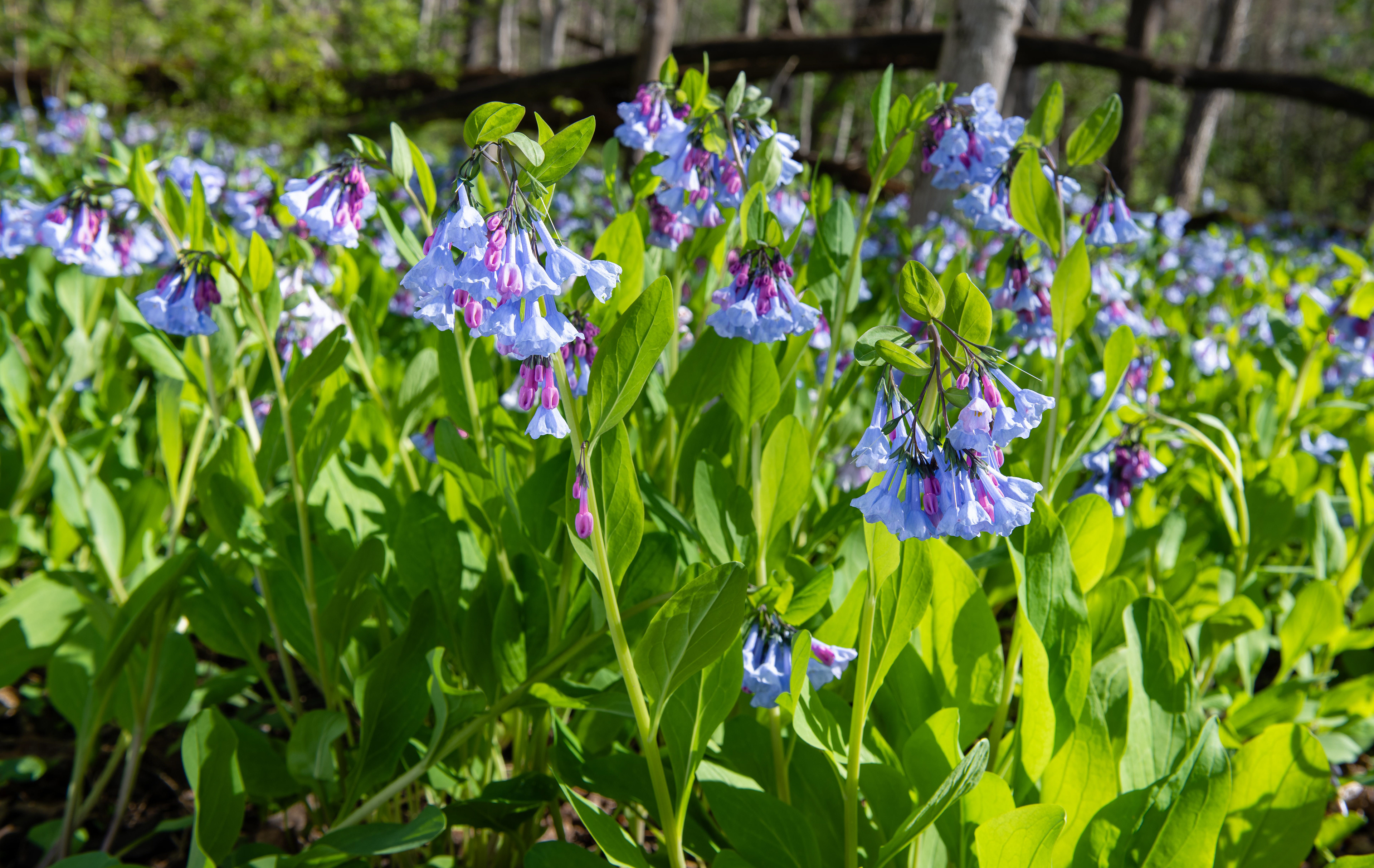 Blue Bells in Sand Creek 4