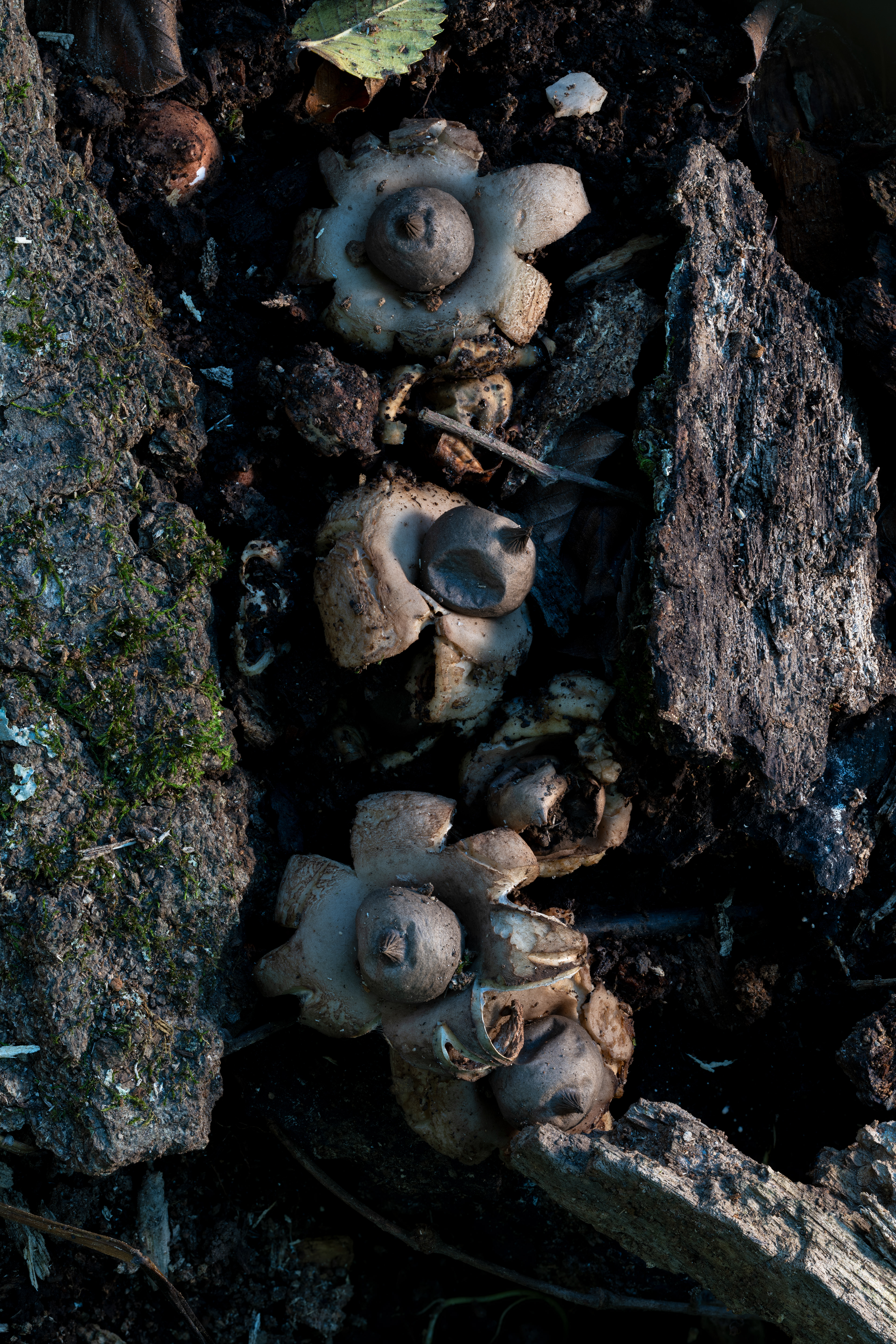 Earth Star 1