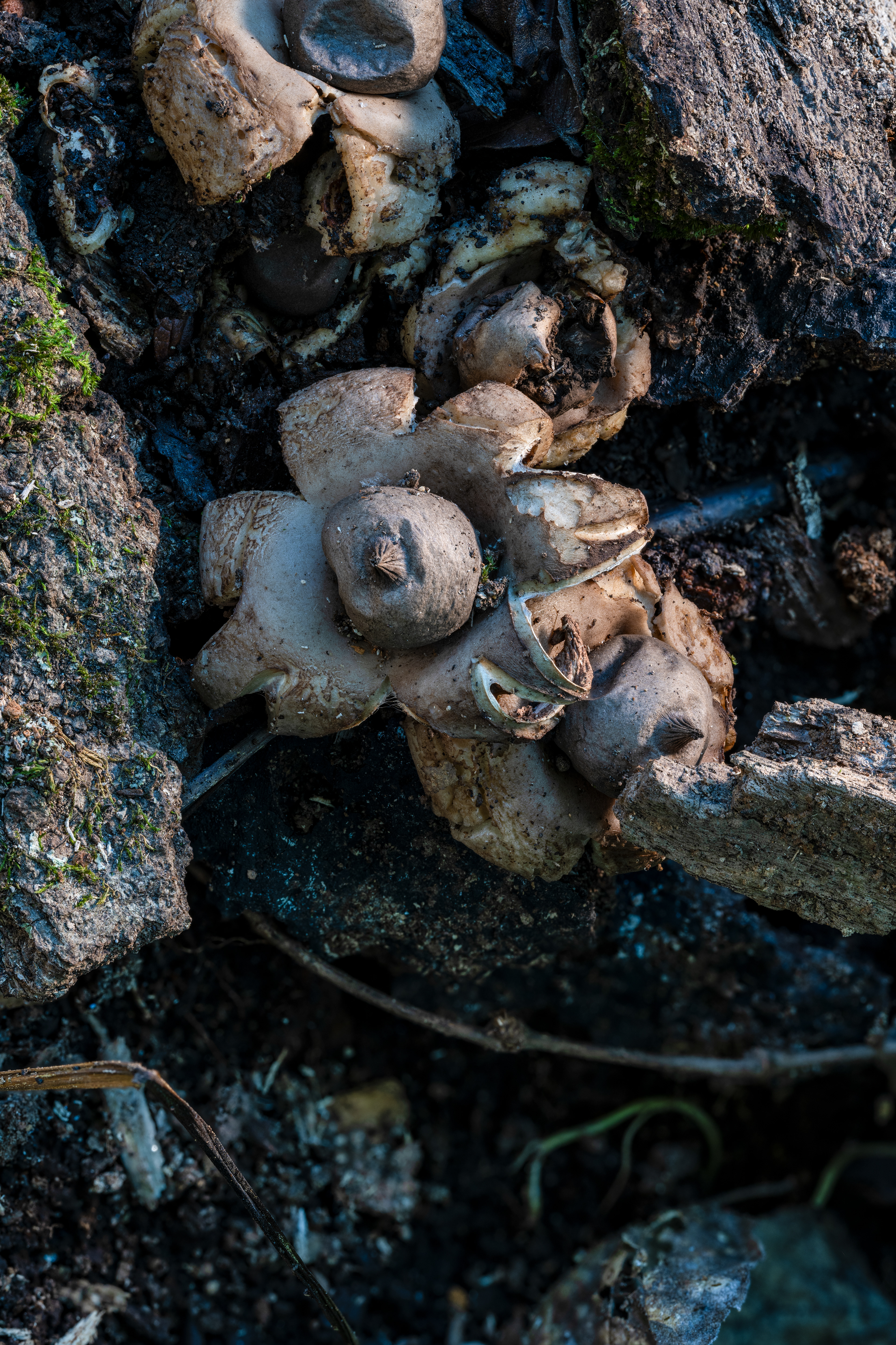 Earth Star 3