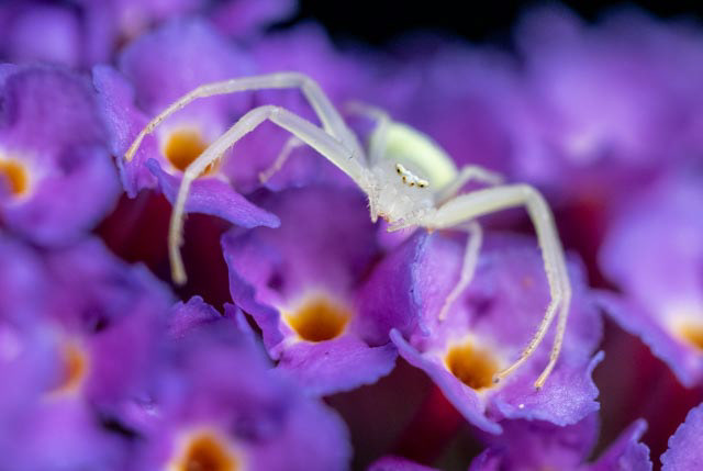Waiting on the Butterfly Bush