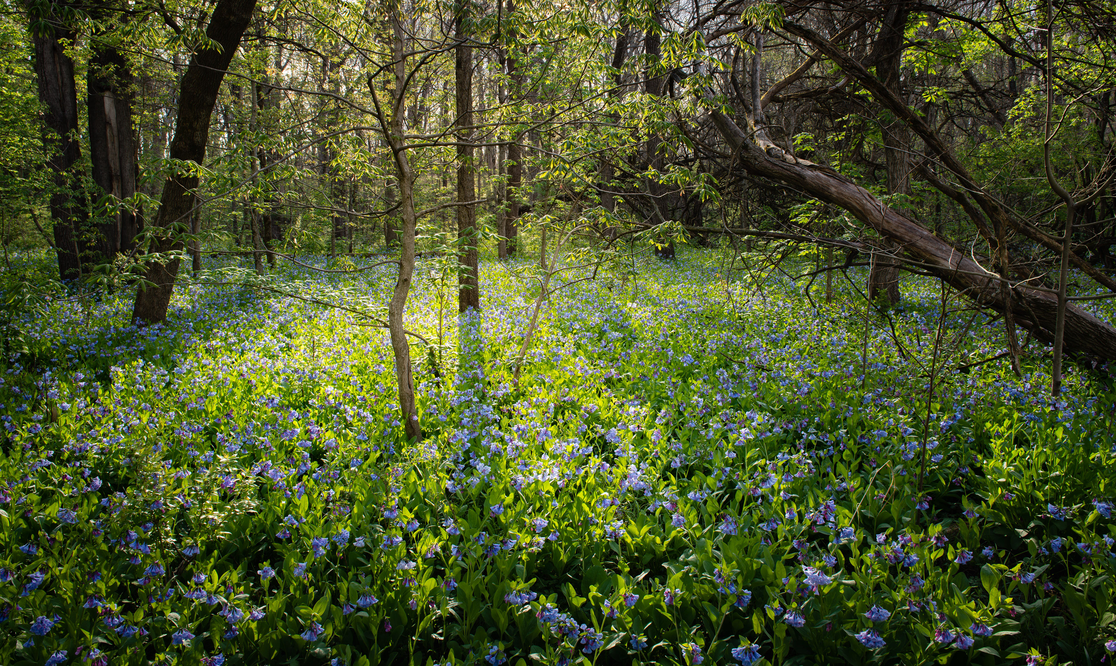 Blue Bells in Sand Creek 3