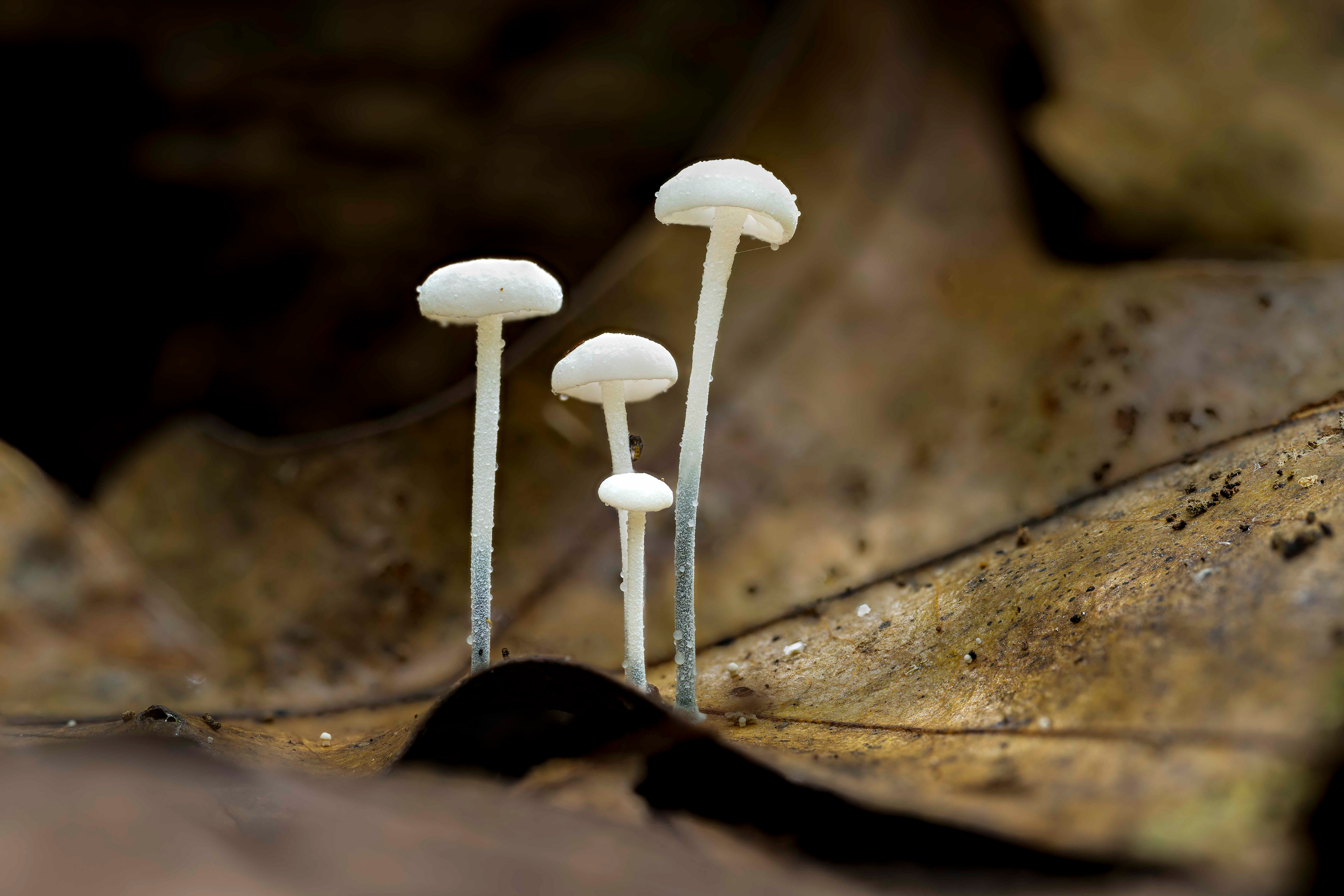 Black-stalked Marasmis