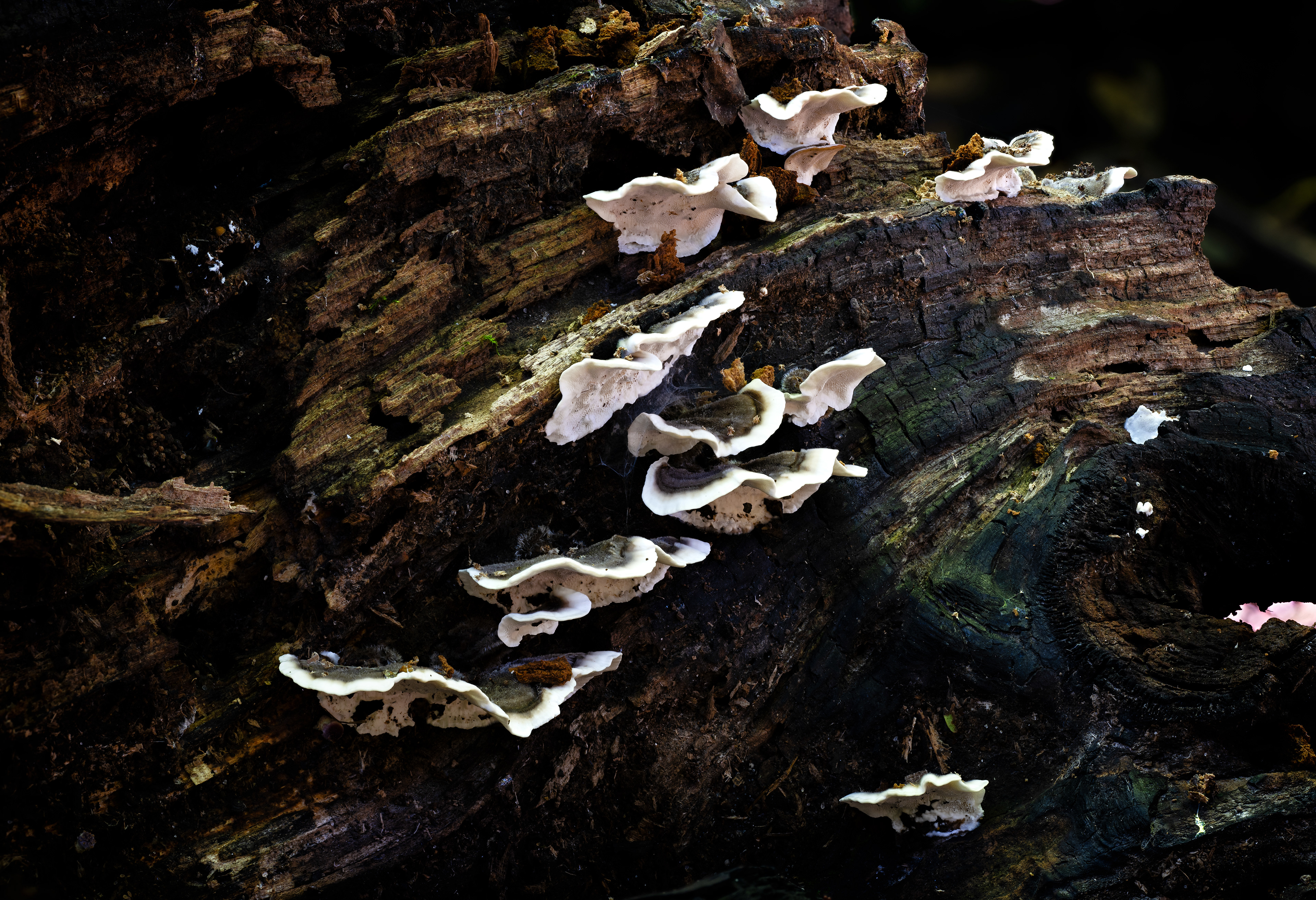Turkey tail