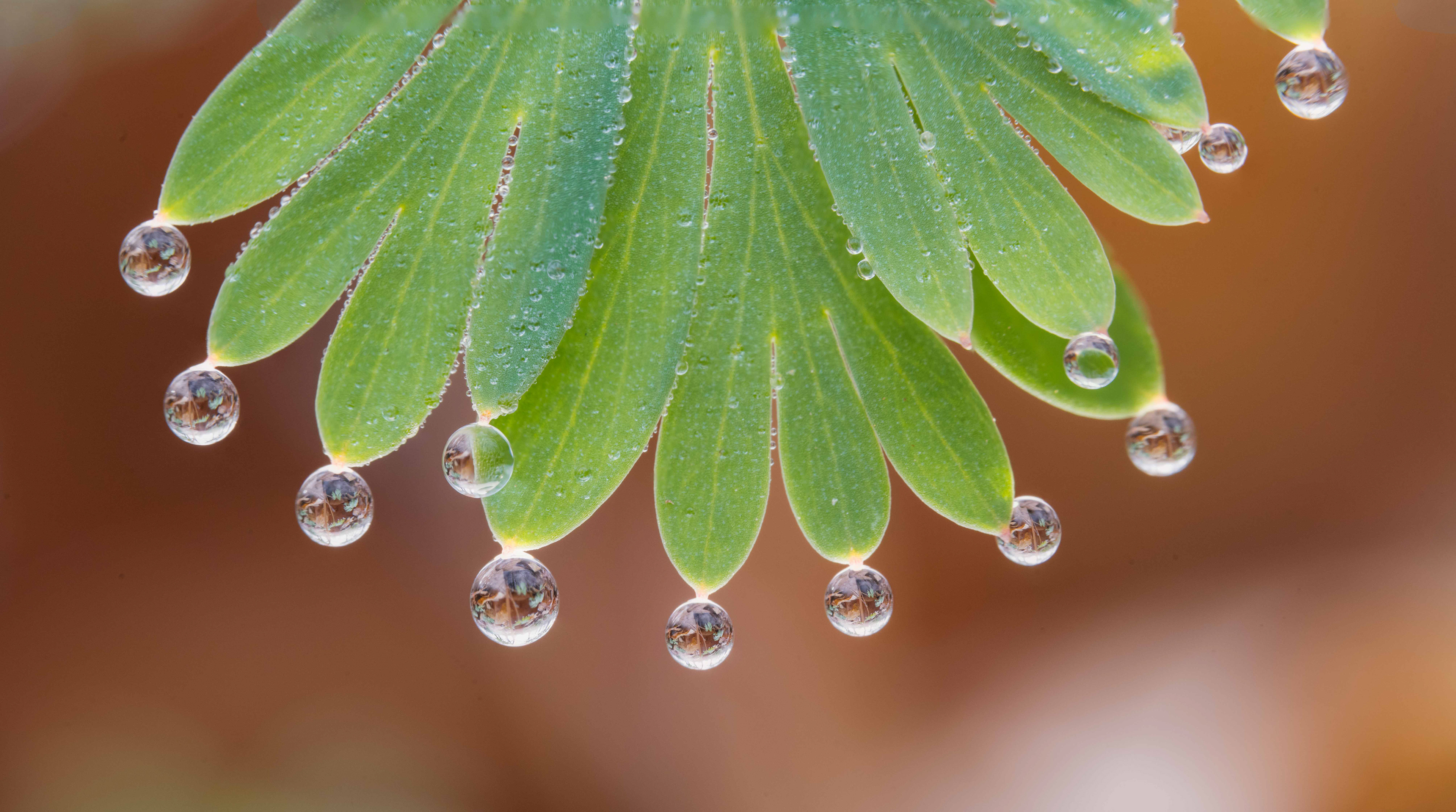 Dutchman's Breeches Close