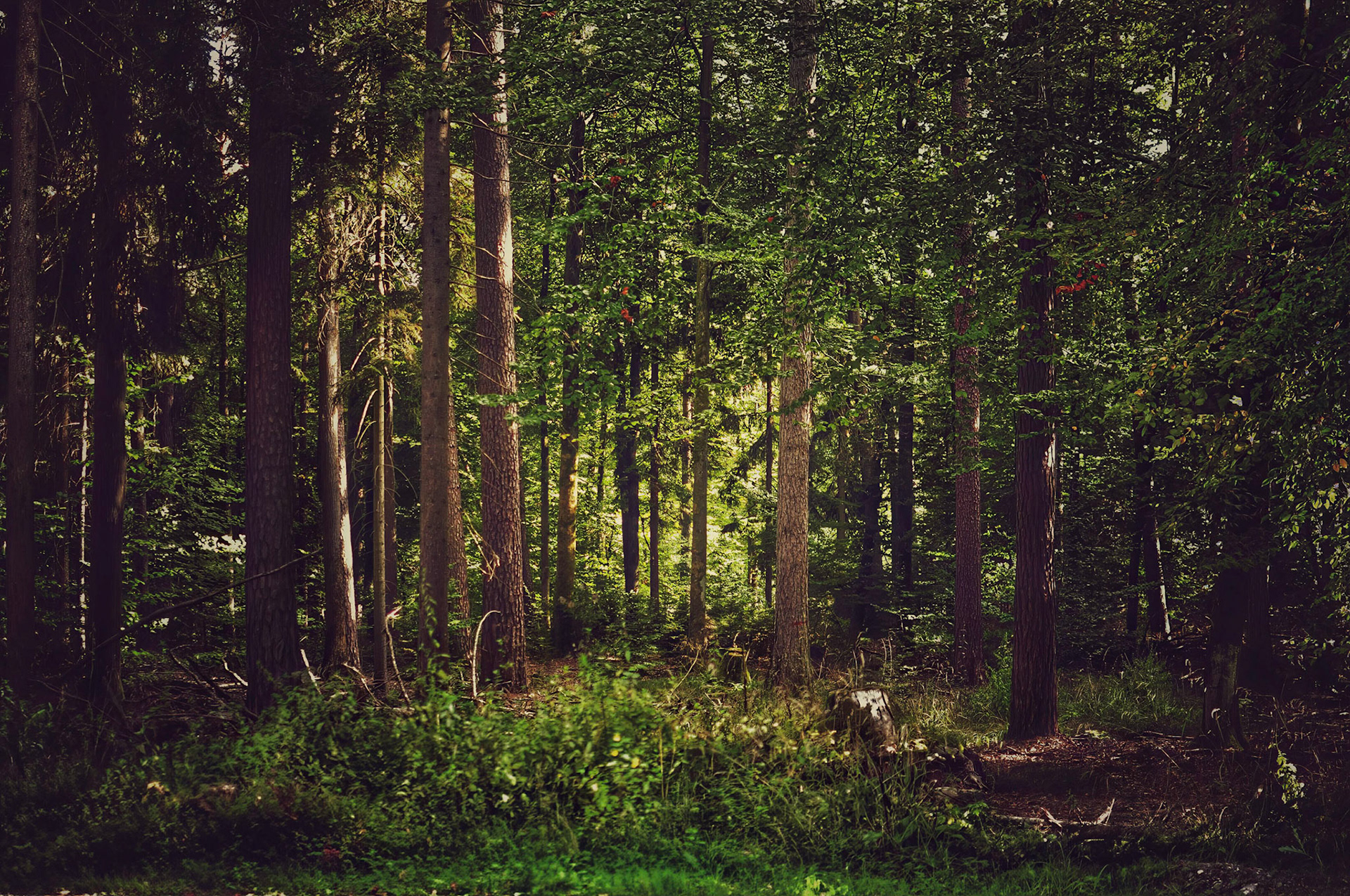 Beautiful play of light and shadows in green forest