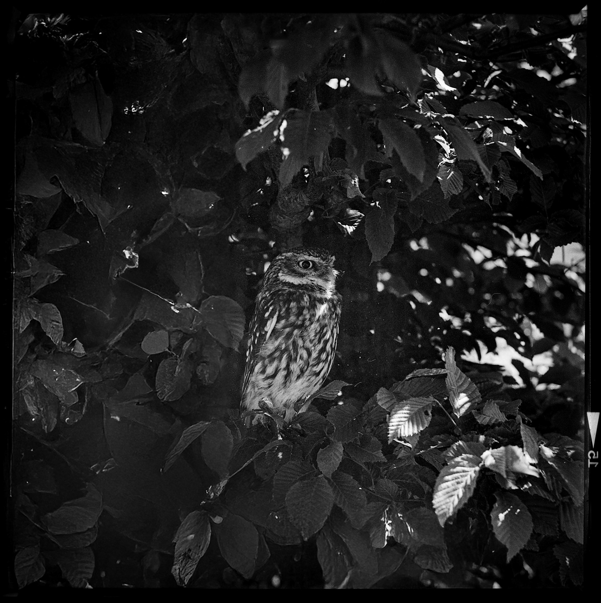 Owl in a tree taken with the Hasselbladski