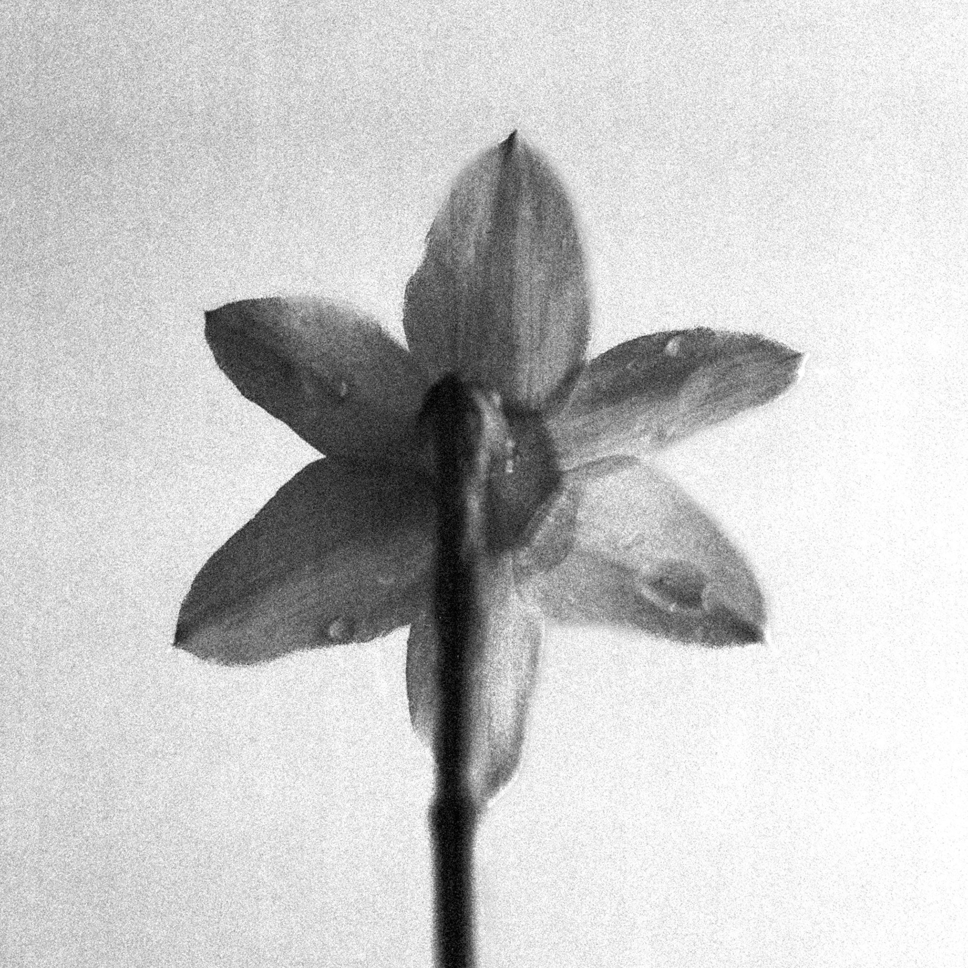 Daffodil detail on Delta 3200