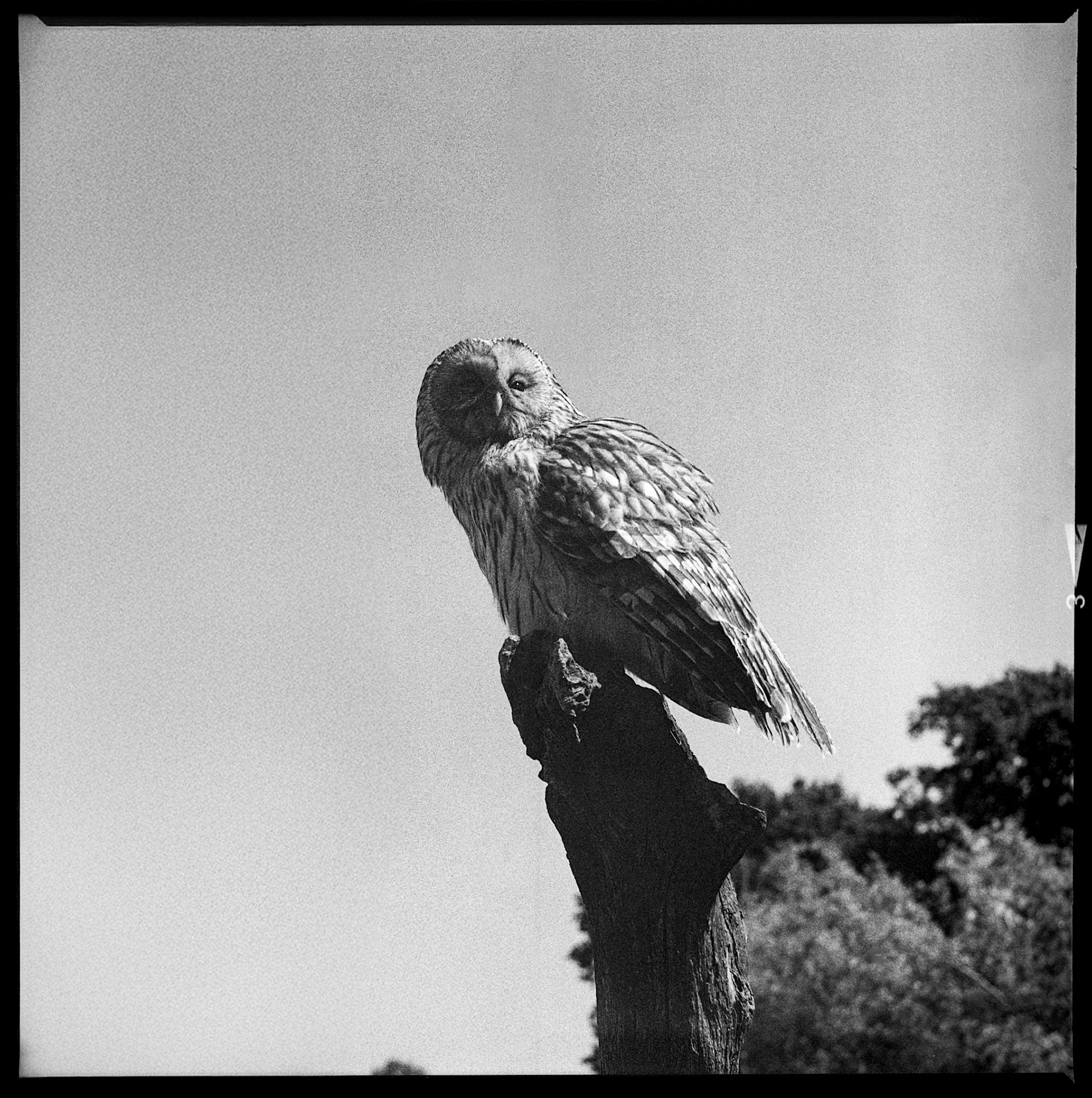 Owl on a branch photographed using the Kiev 88
