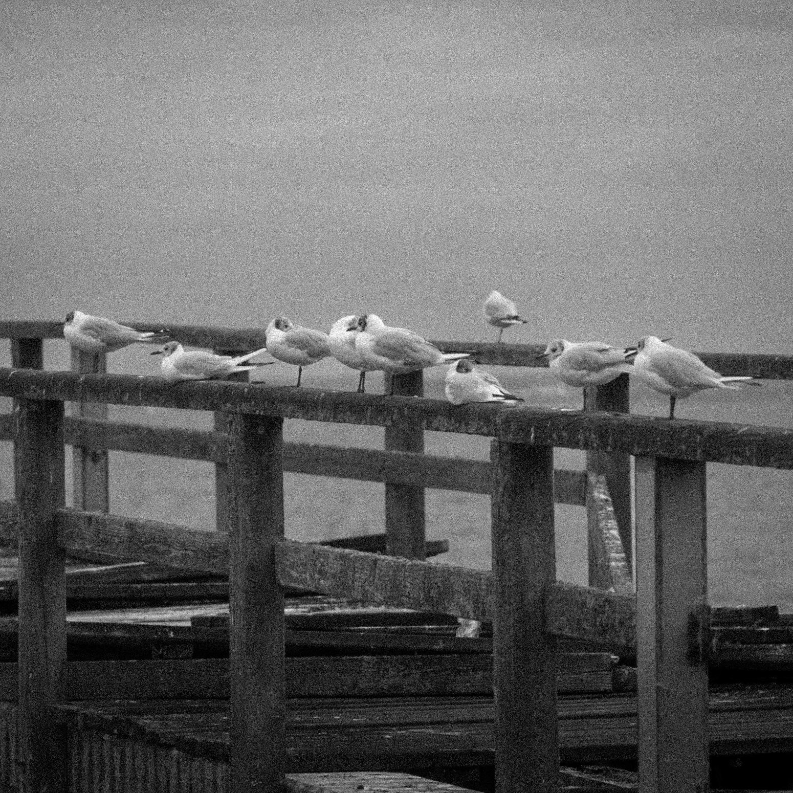 Seagulls chilling