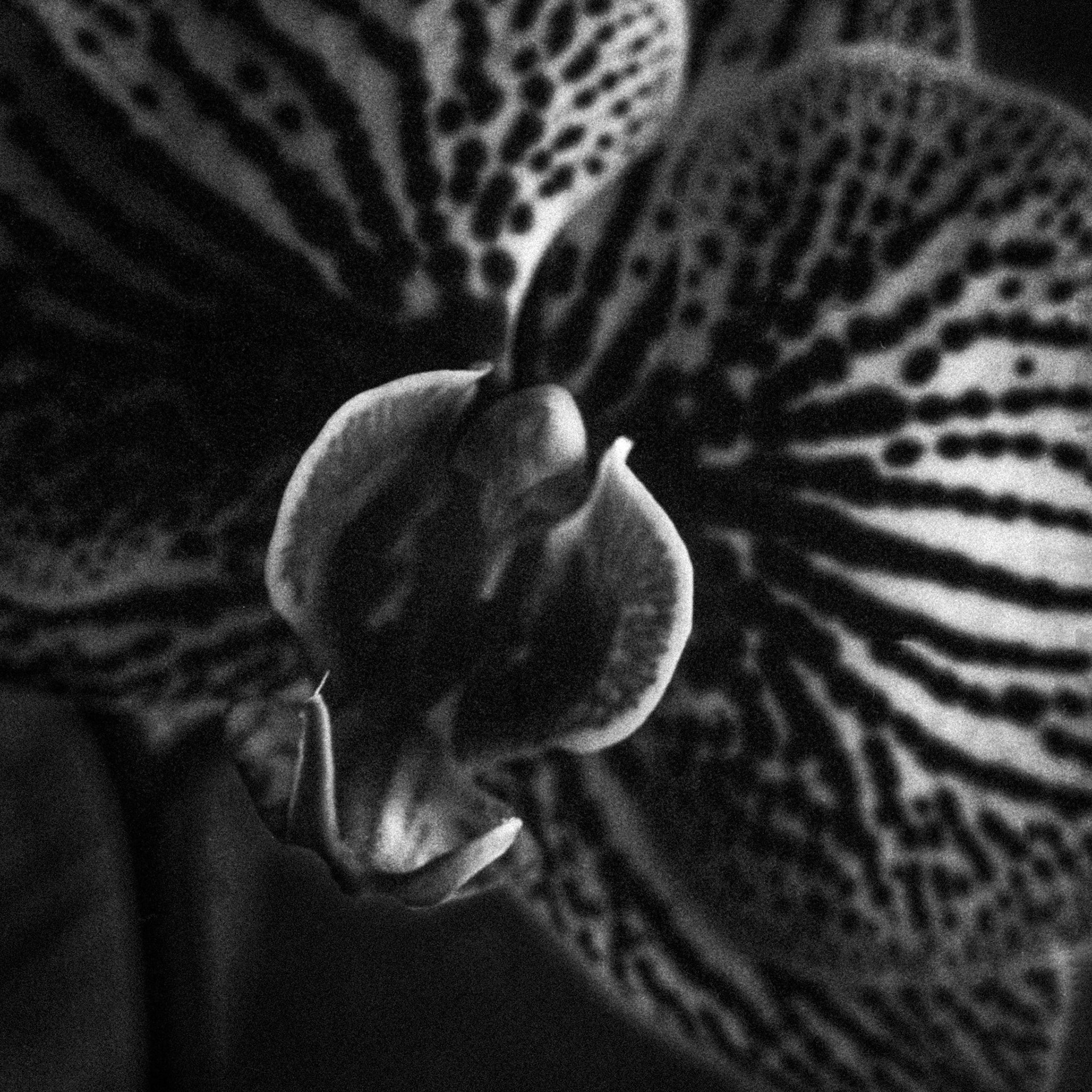 Orchid macro on Delta 3200