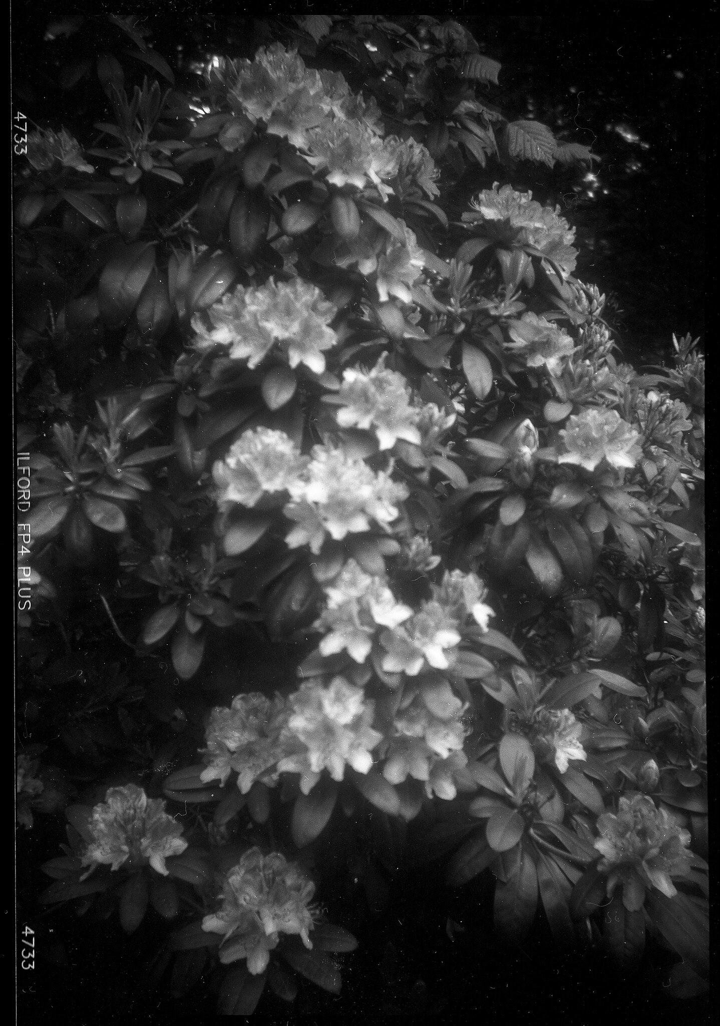 Flowers close up - Browny Flash II