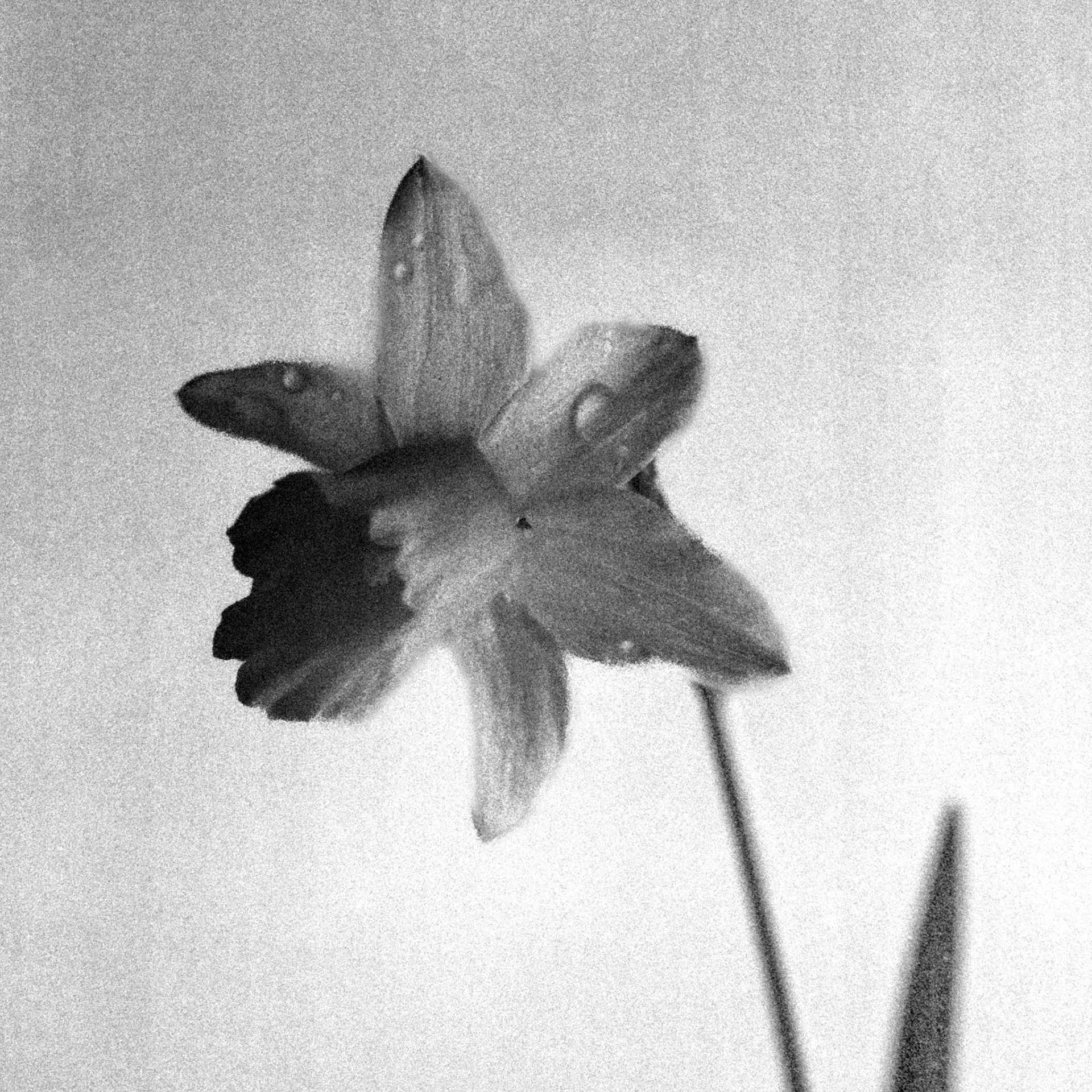 Daffodil close-up on Delta 3200