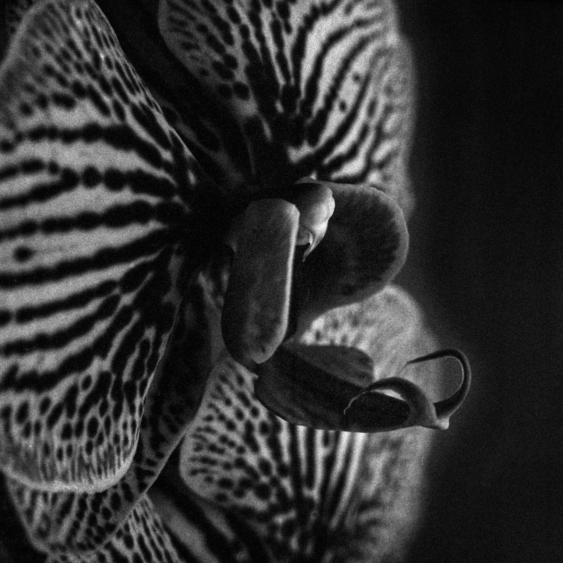 Orchid detail on Delta 3200