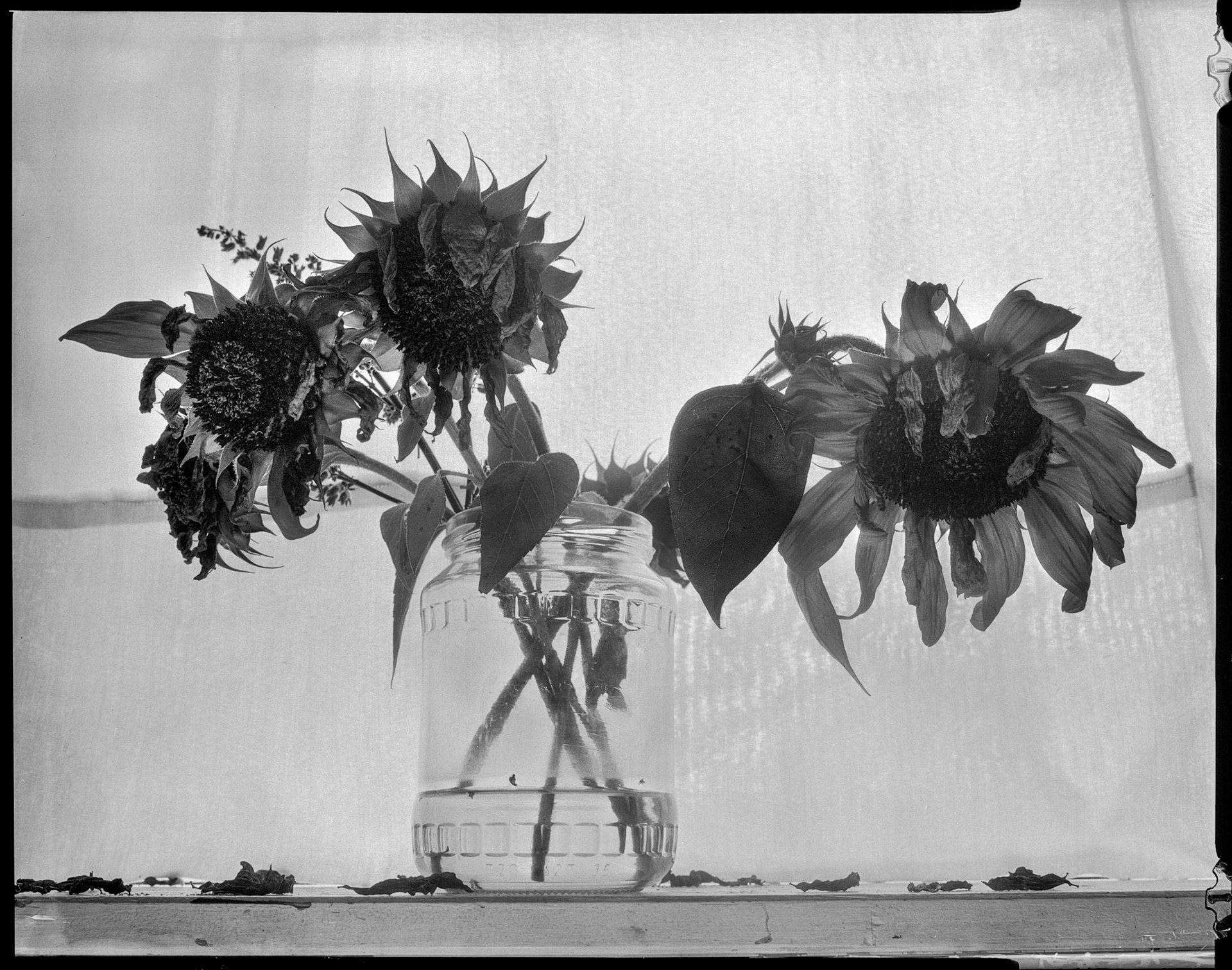 Sunflowers on 4x5 large format sheetfilm