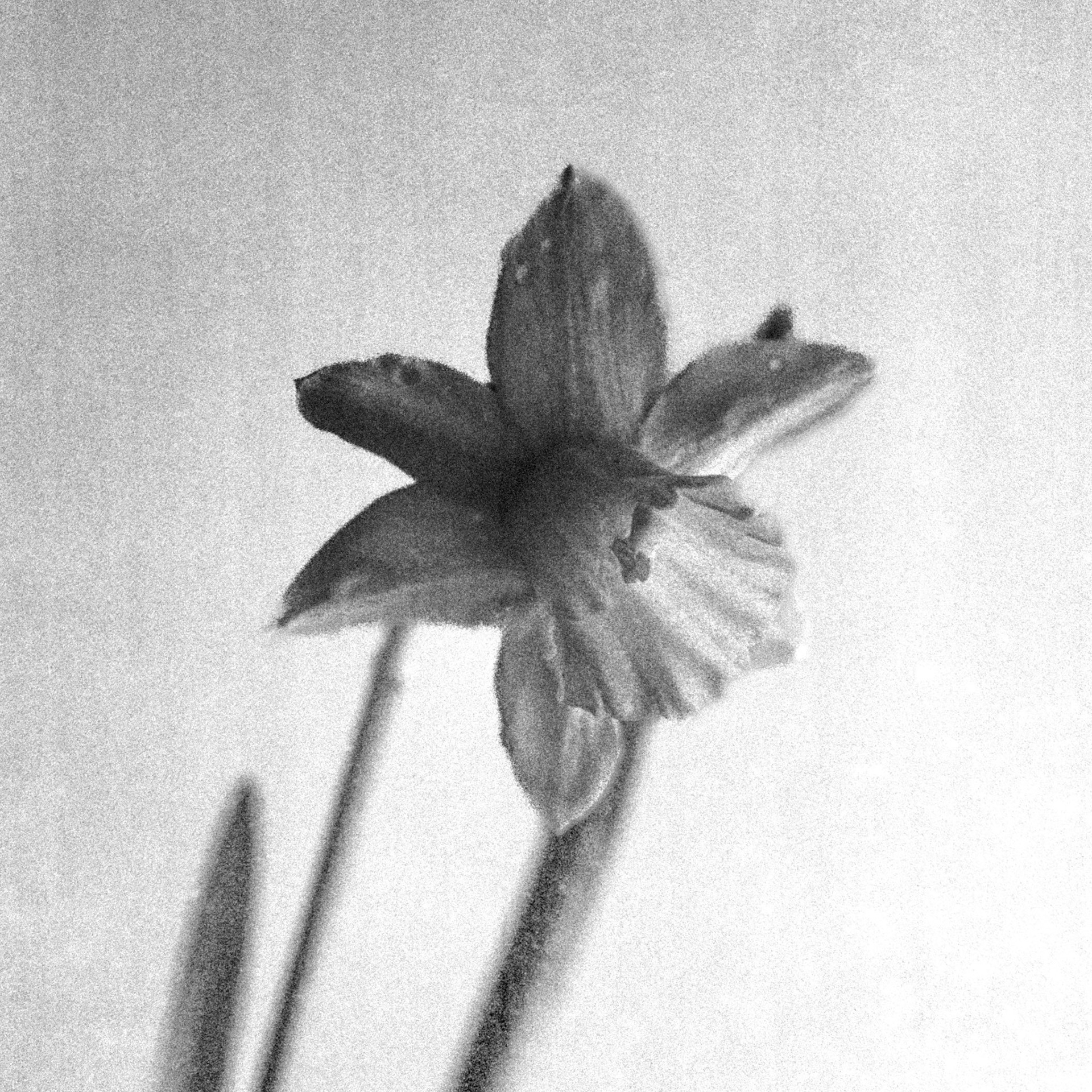 Daffodil macro on Delta 3200
