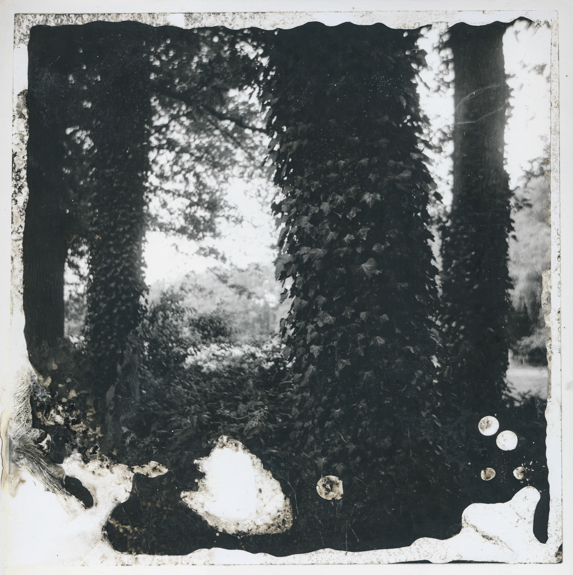 The forrest's embrace