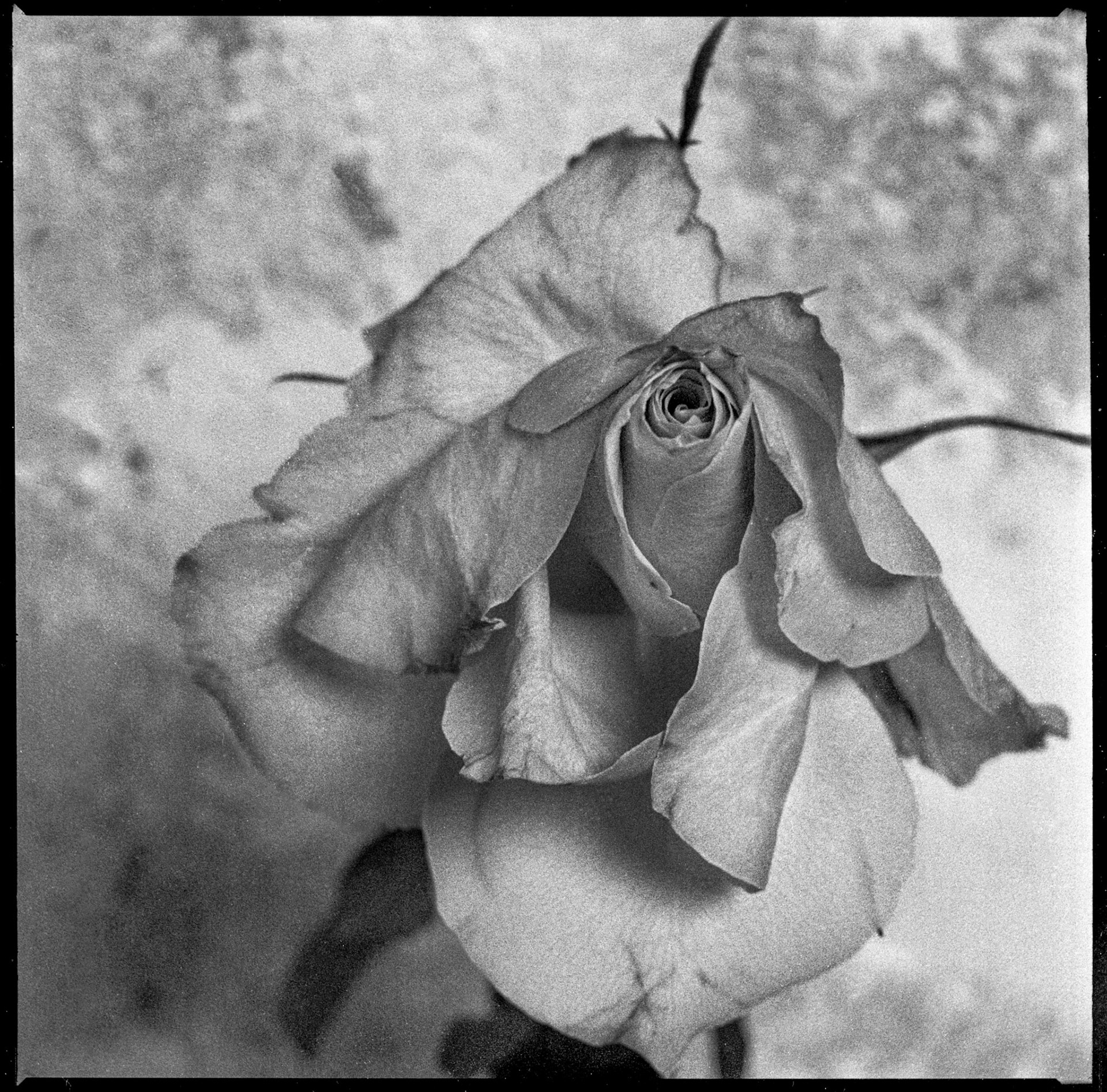 Rose on concrete