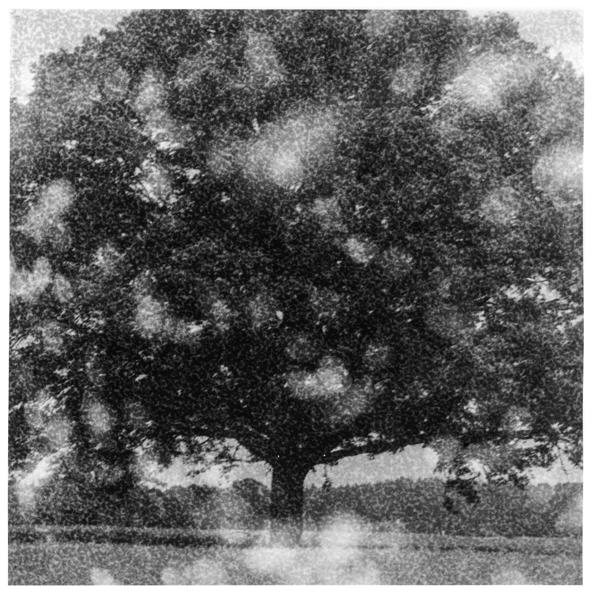 The witness tree