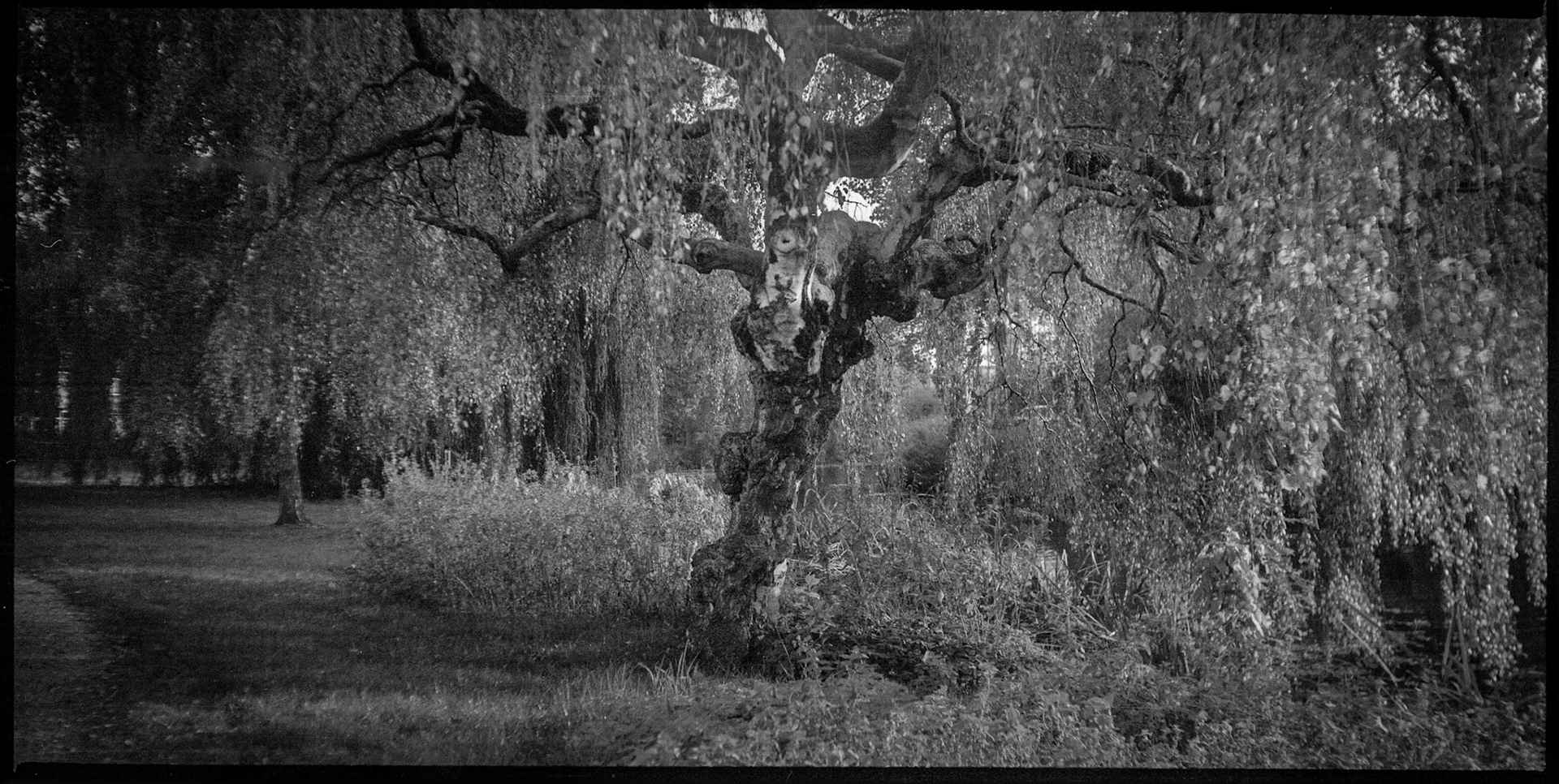 Weeping Willow Zutphen - (Zeiss Ikon Ikonta 520/15 modified for 120 film)