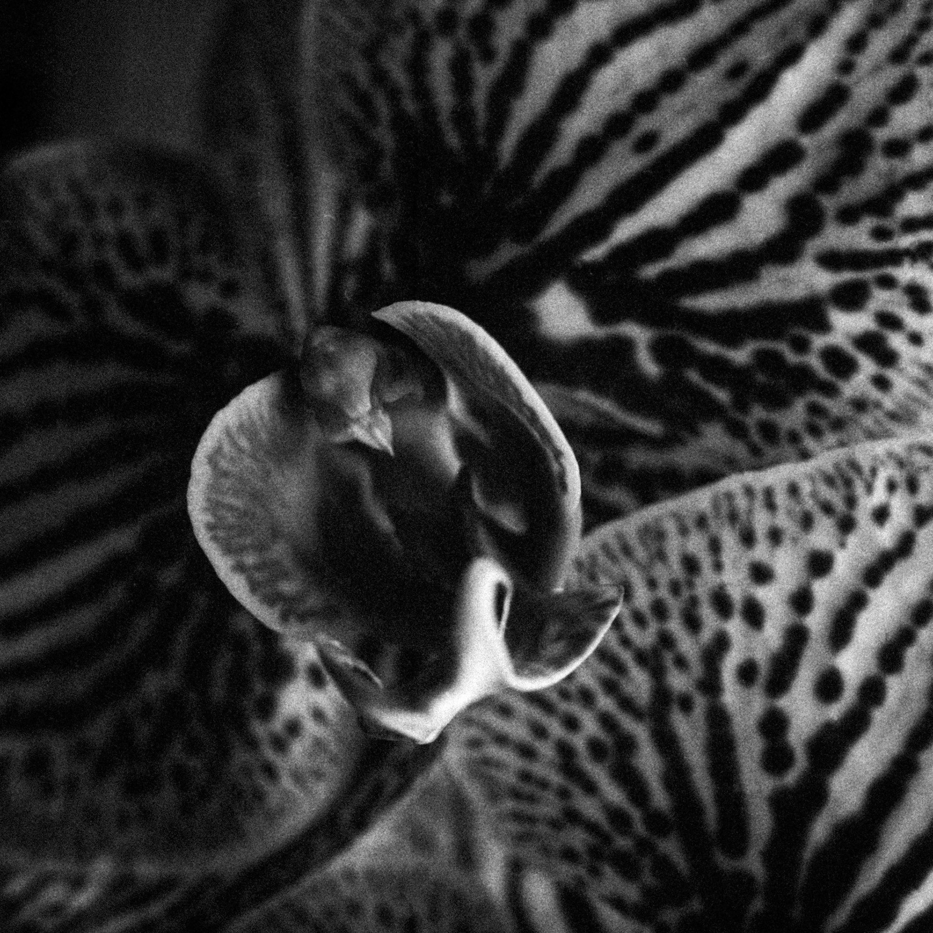 Close-up o Orchid on Delta 3200