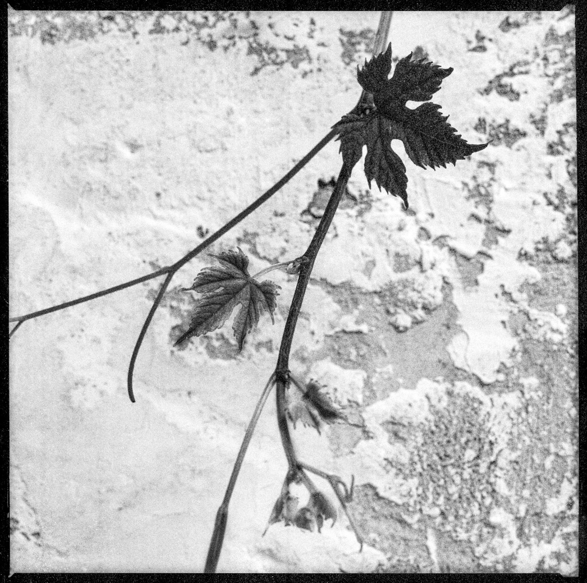 Creeping grape