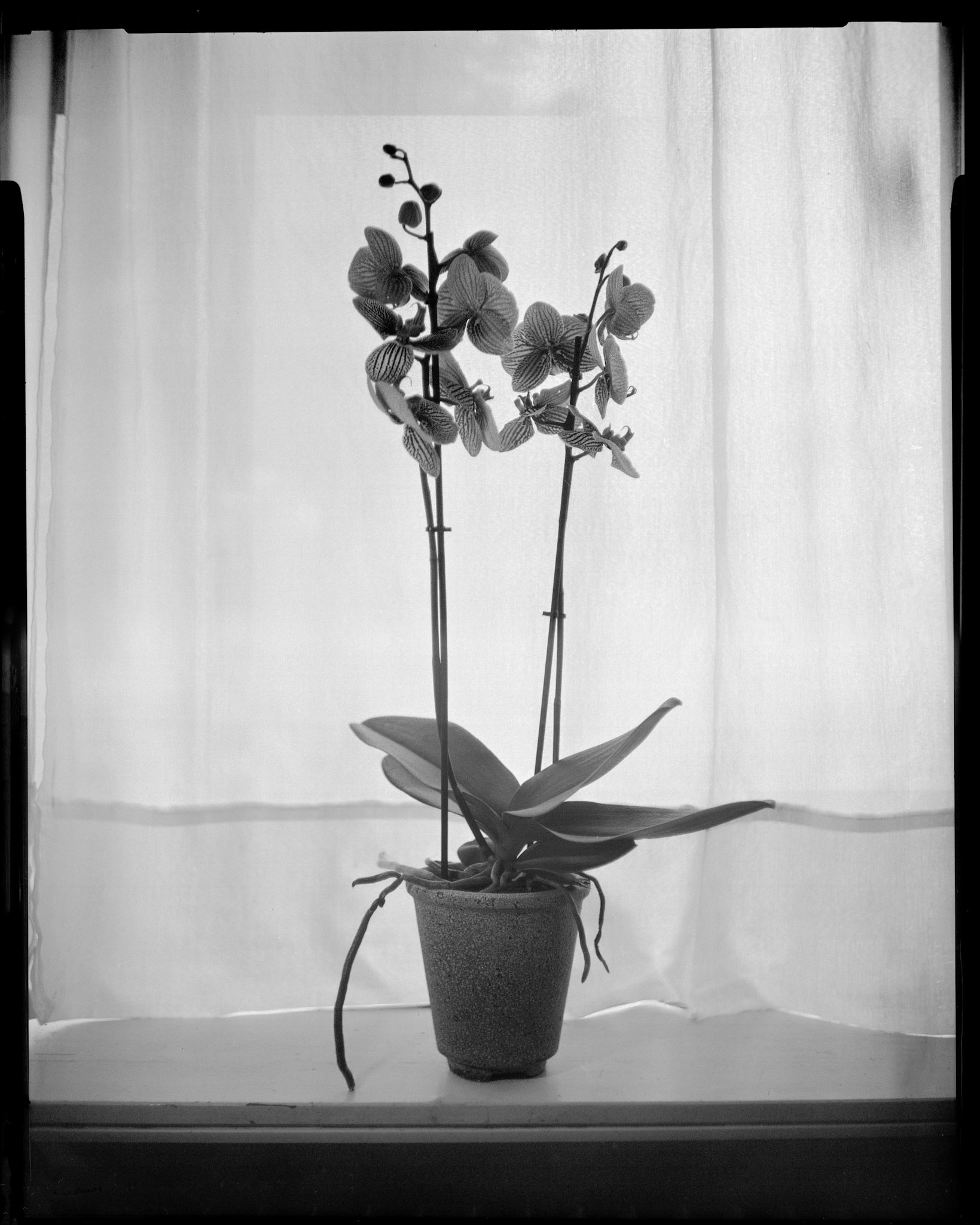 Orchids - Horseman 985