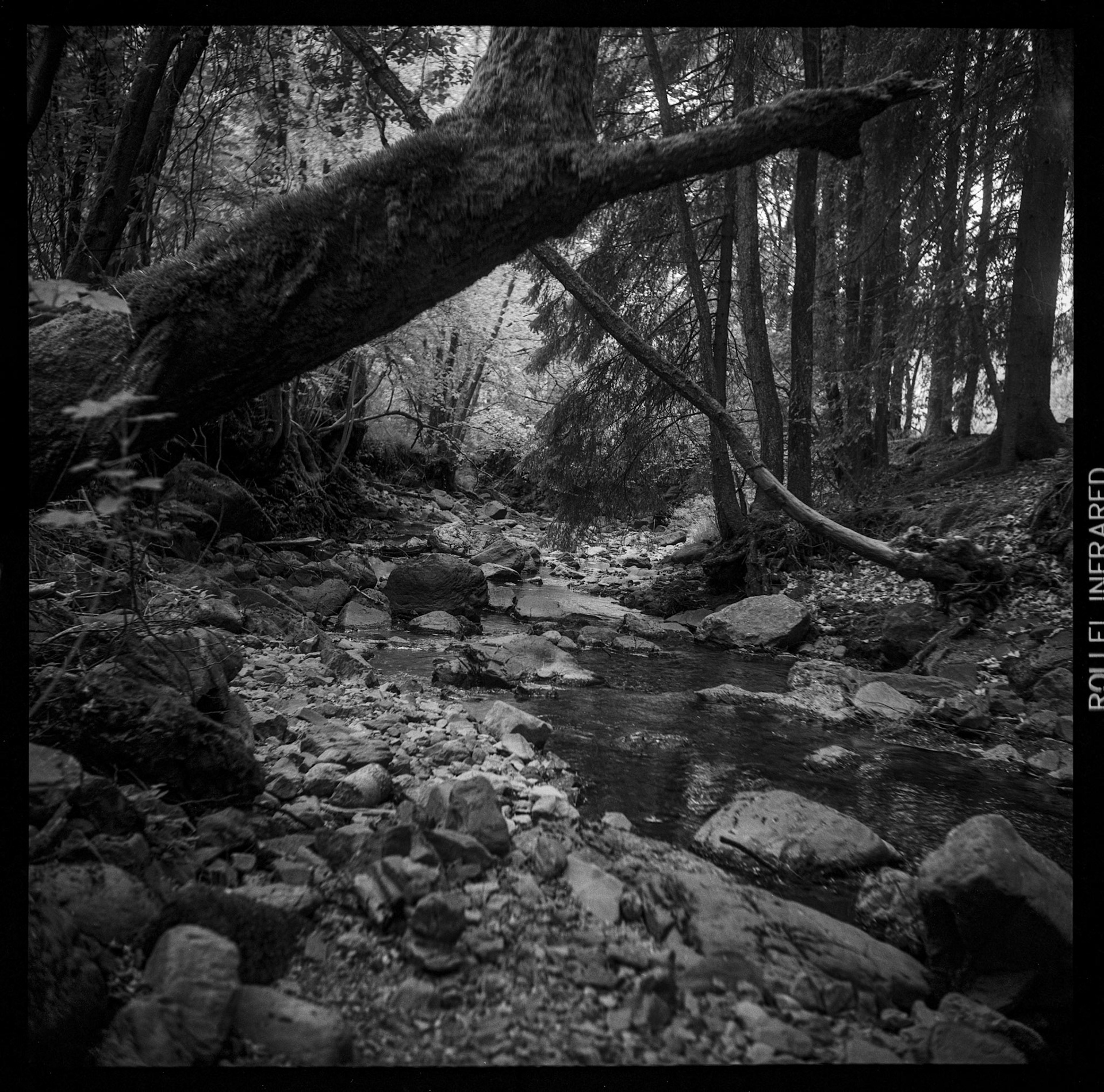 Lightweight Yashica-D is great to bring on a hike