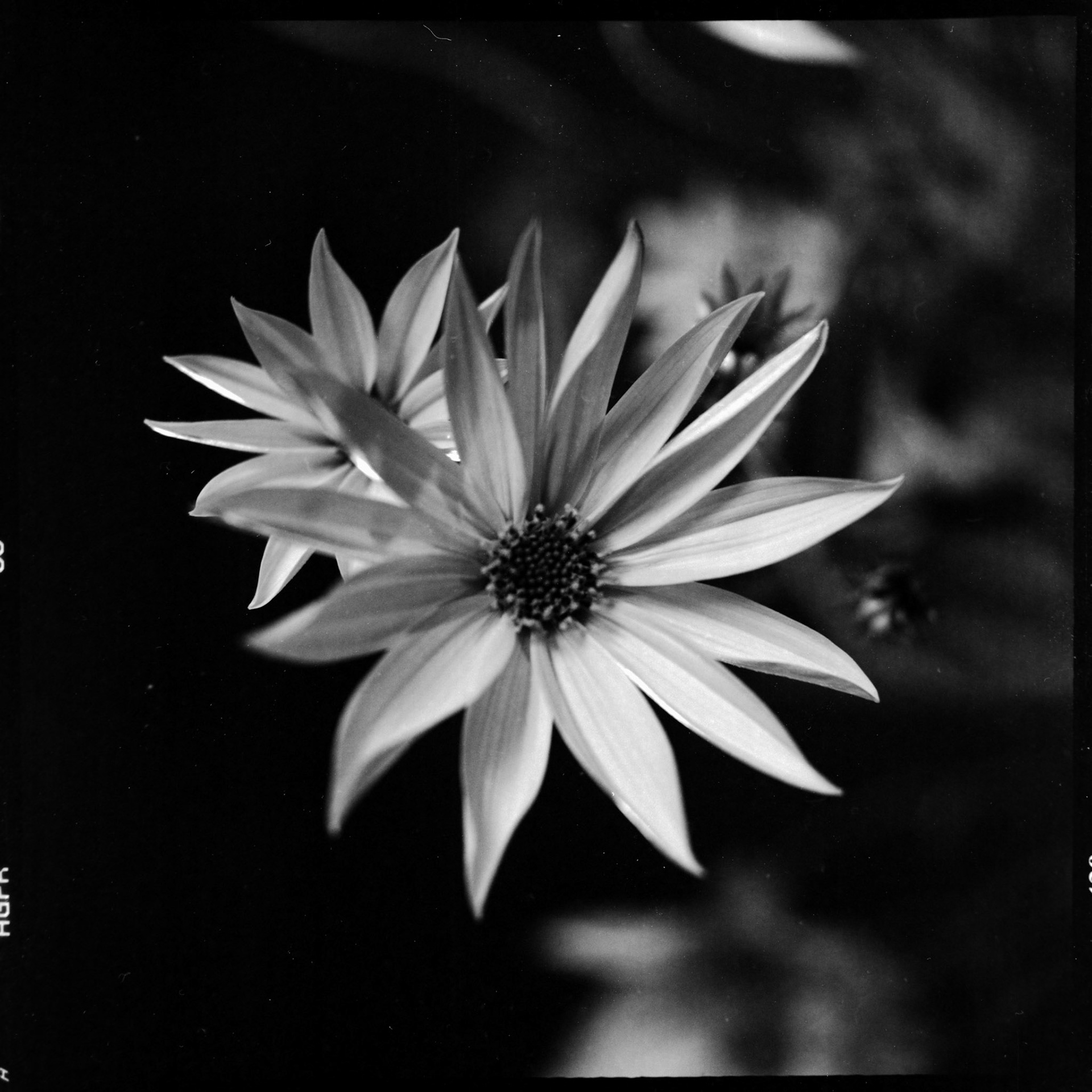  Jerusalem artichoke - Kiev 6C