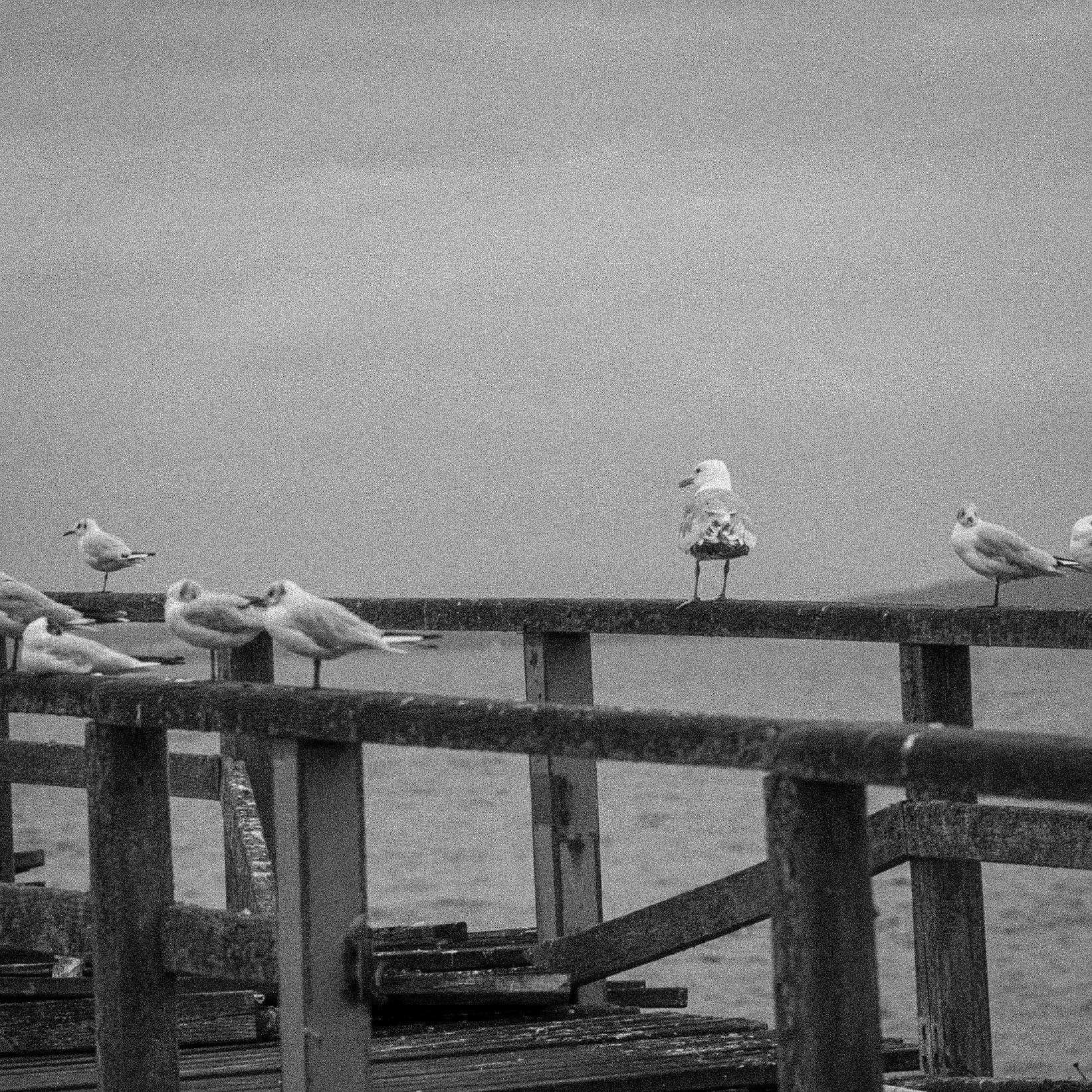 Seagulls on a dock