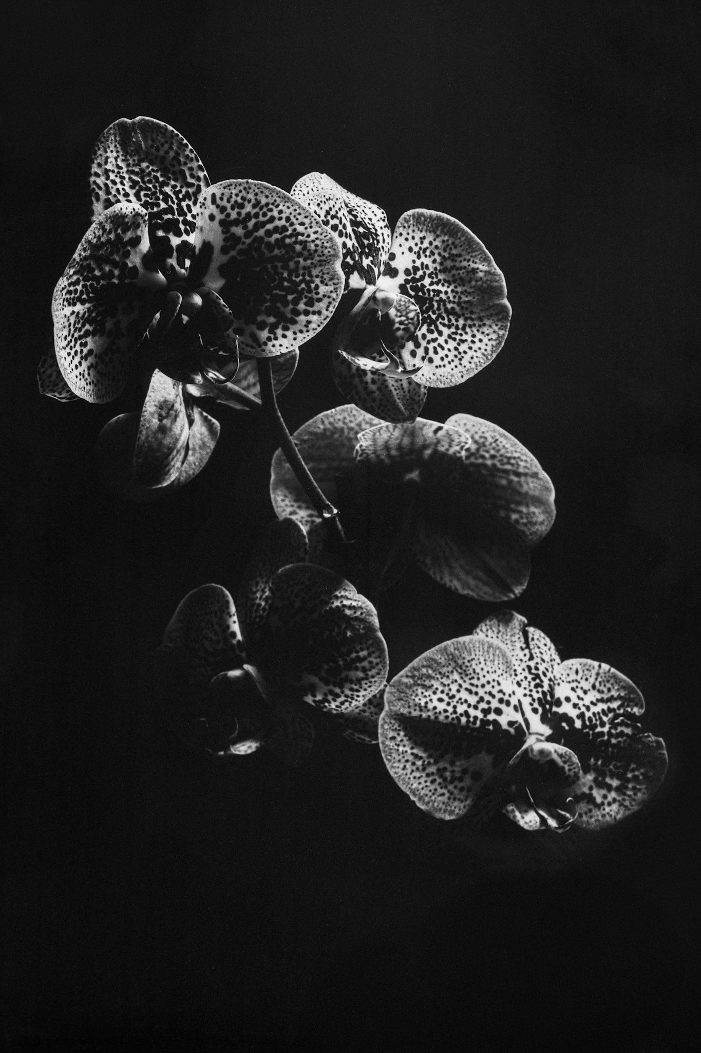 Orchid - Horseman 985