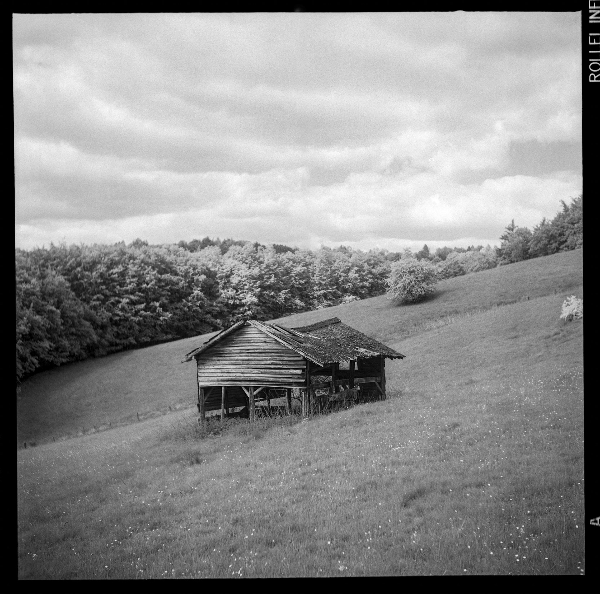 Old shed - Yashica D
