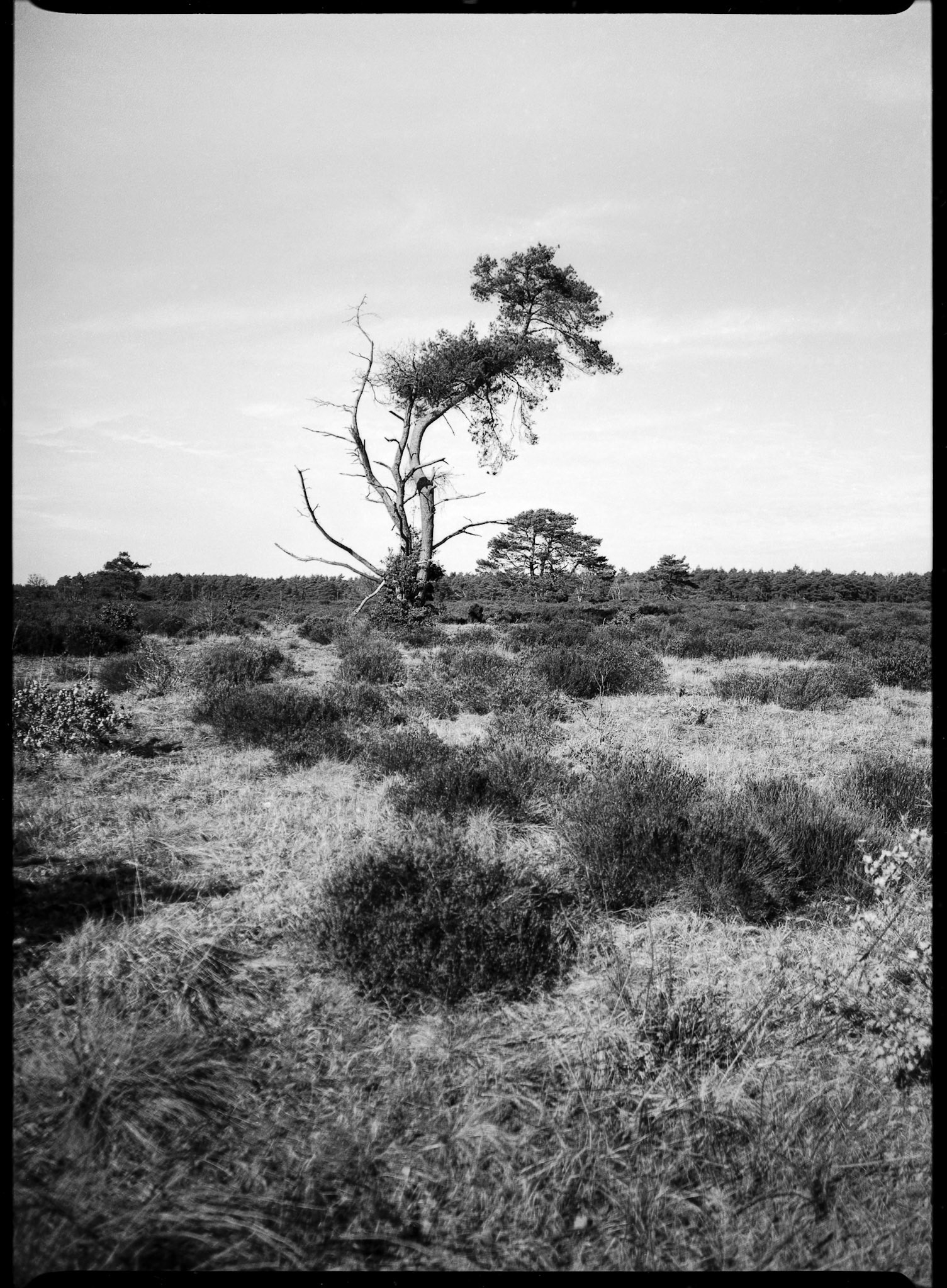 Landscape in black and white - Pentax 645