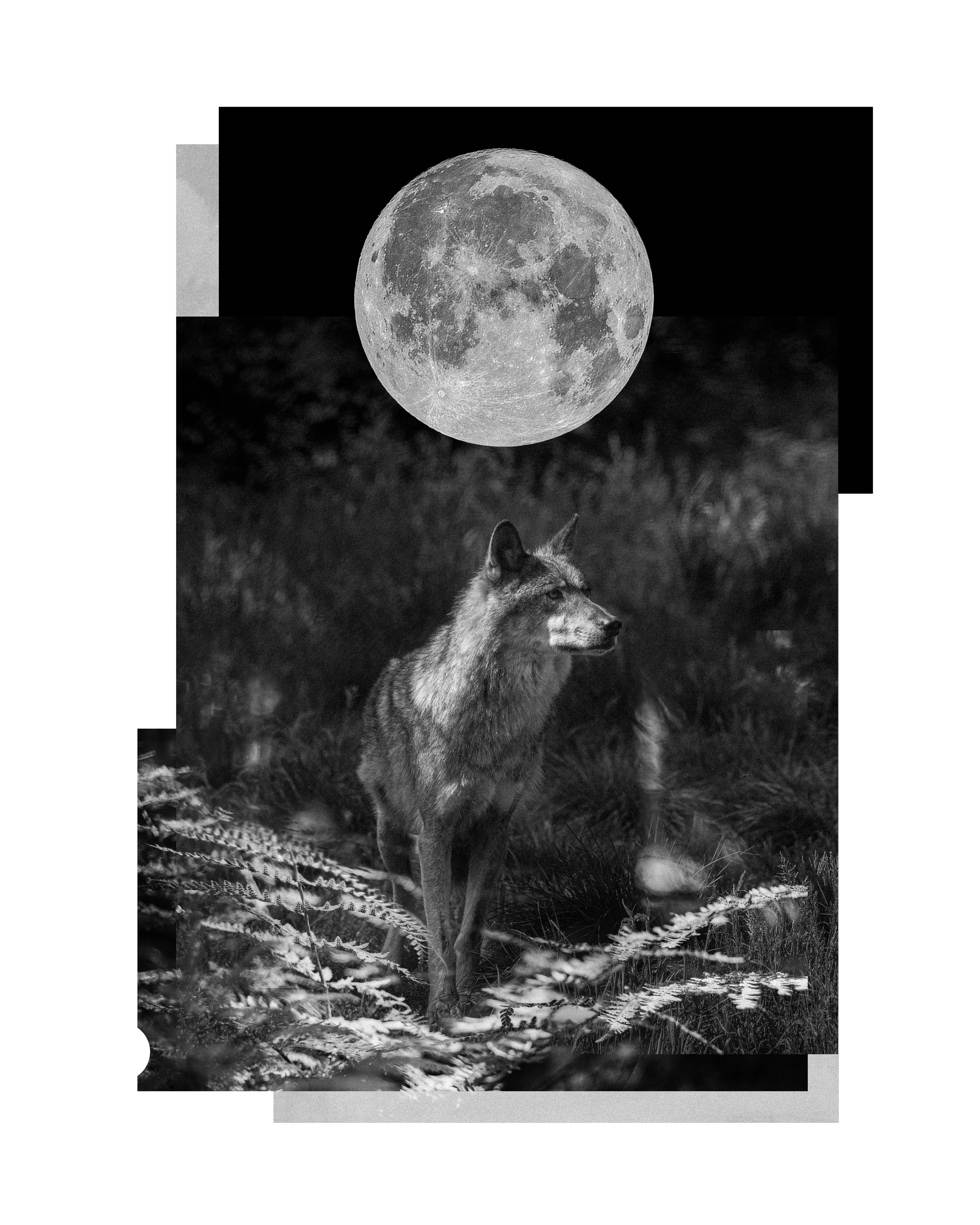 Wolf-moon