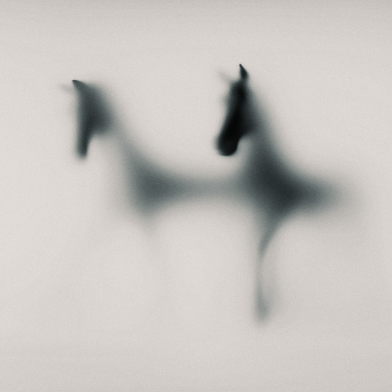 WILD LENS – HORSES - Photography by Sven Pfrommer