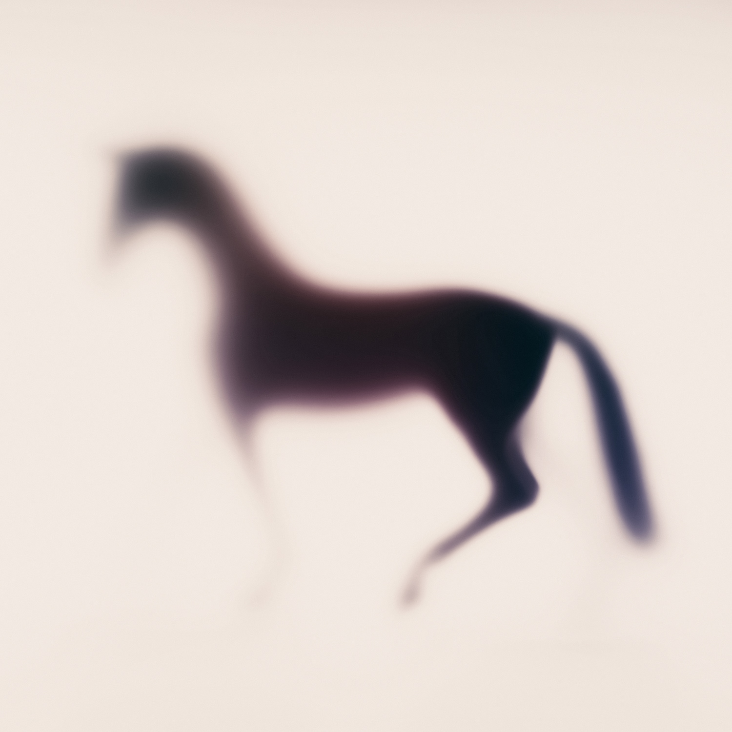 WILD LENS – HORSES - Photography by Sven Pfrommer