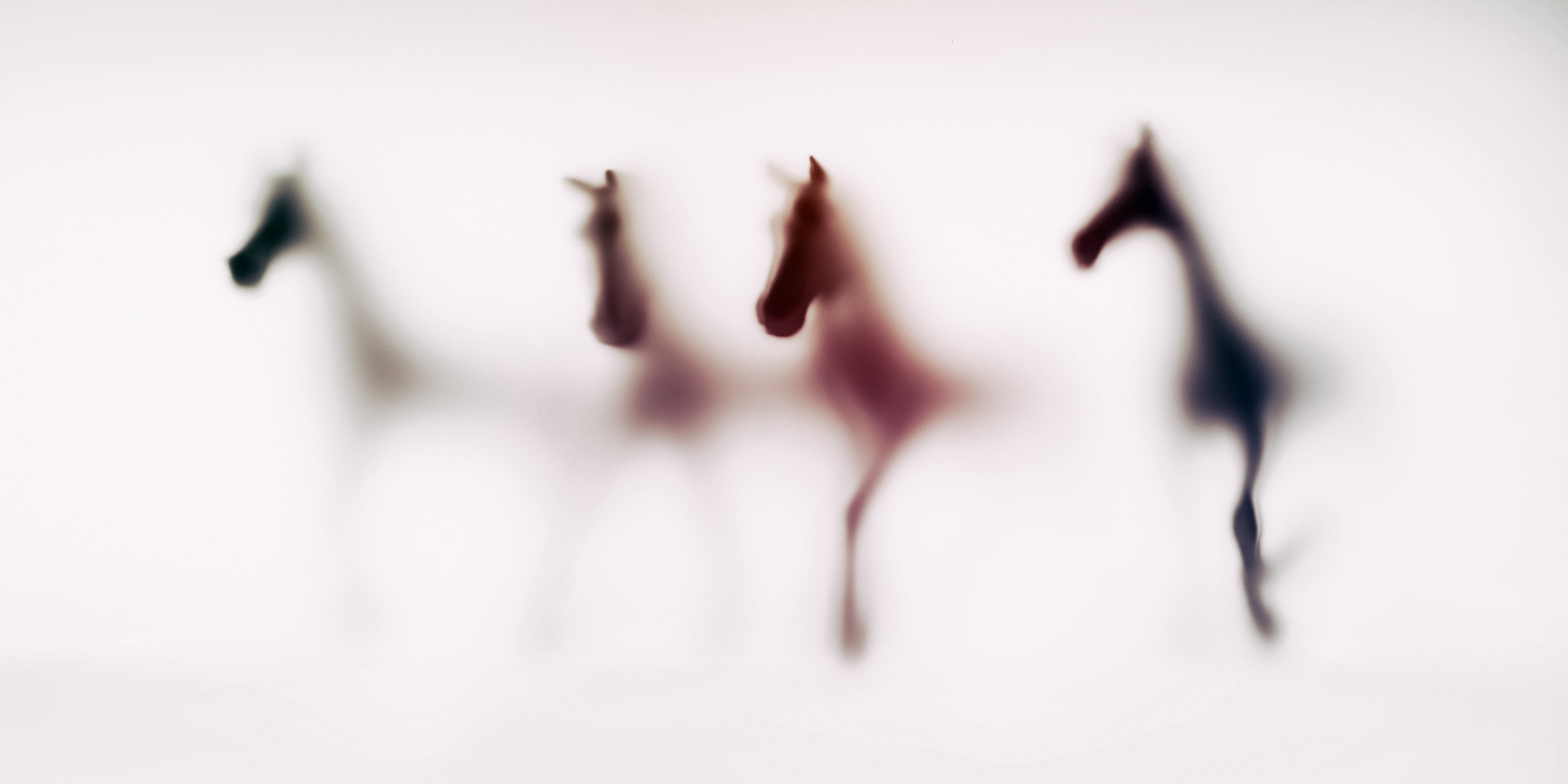 WILD LENS – HORSES - Photography by Sven Pfrommer